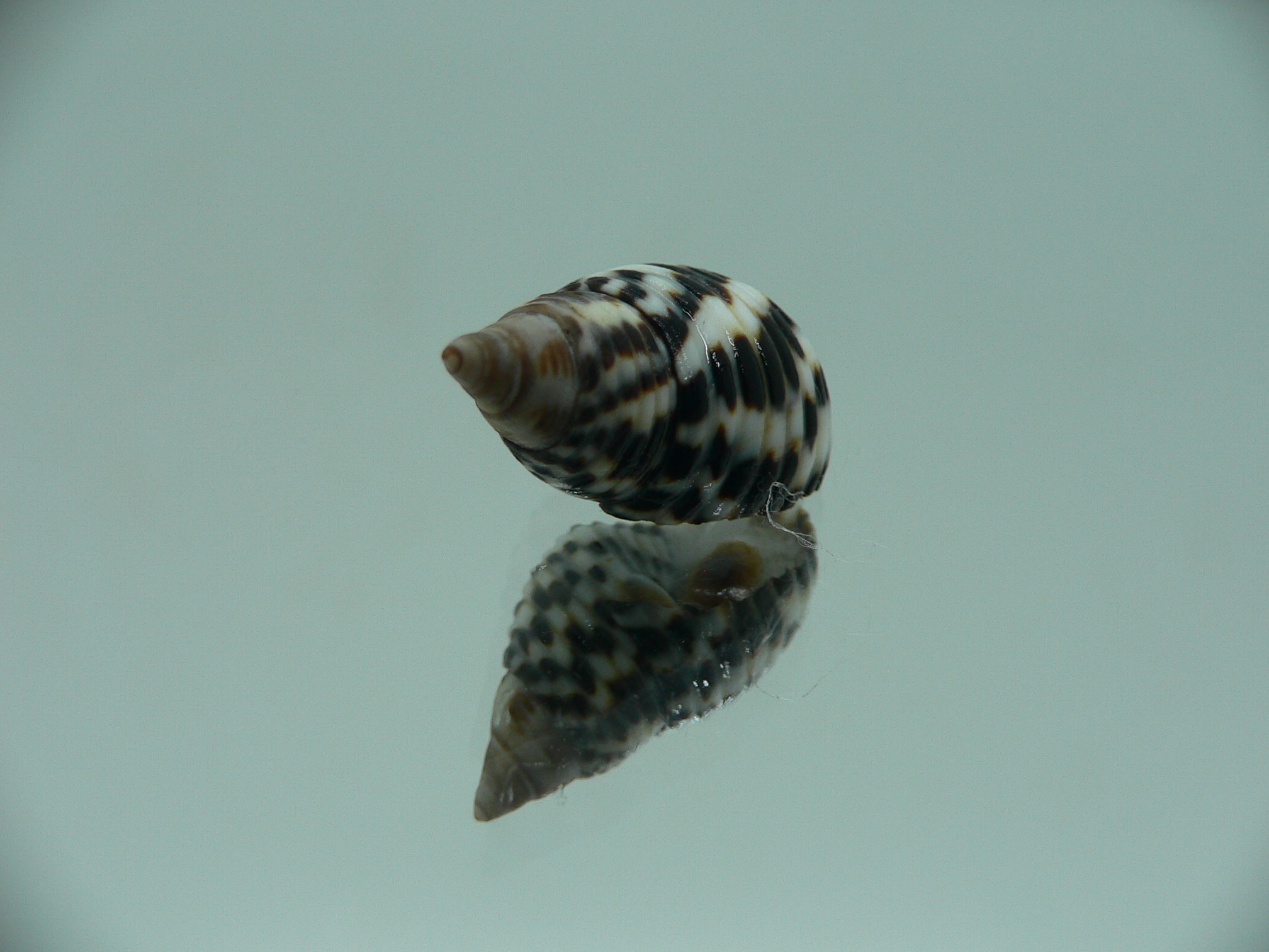 Planaxis sulcatus STRIPED