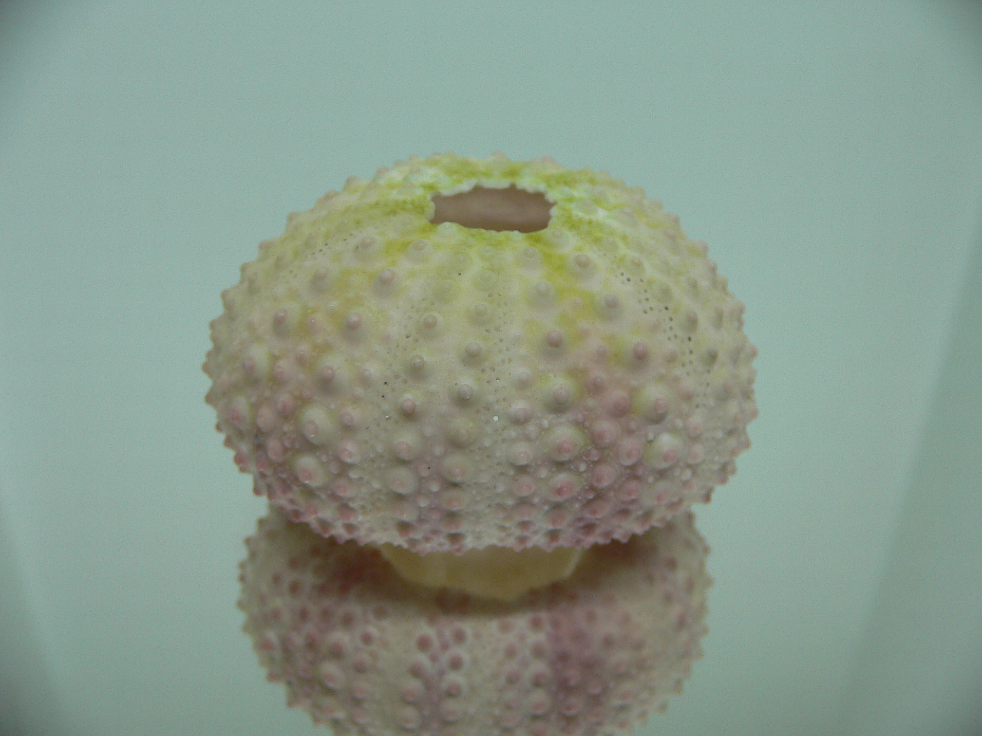 Sea Urchin PINK