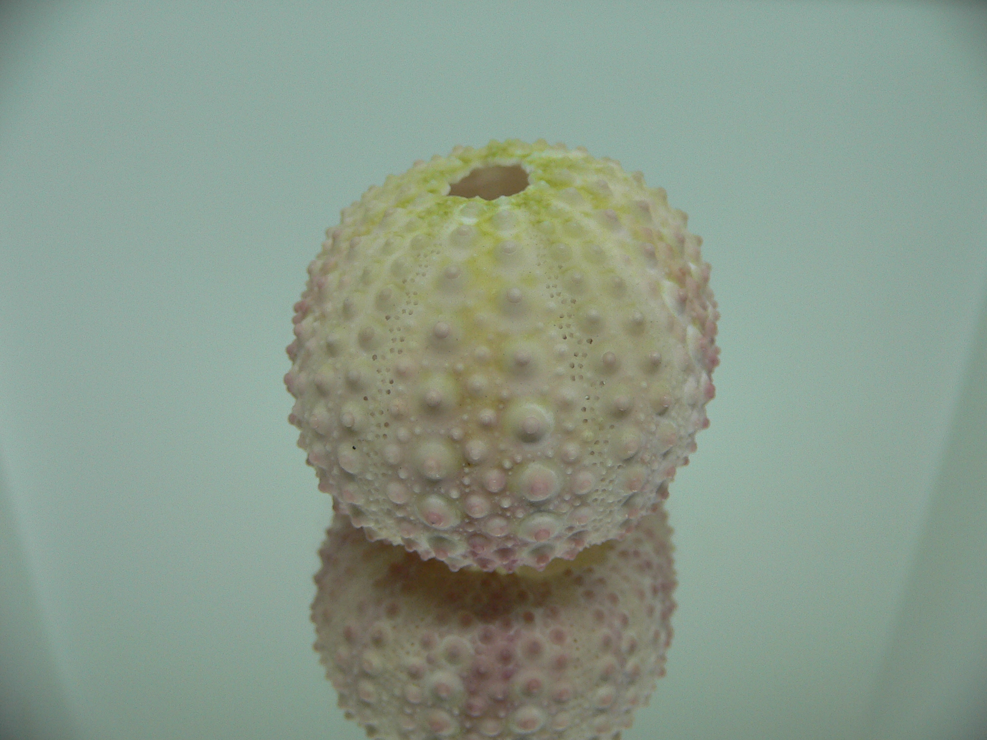 Sea Urchin PINK