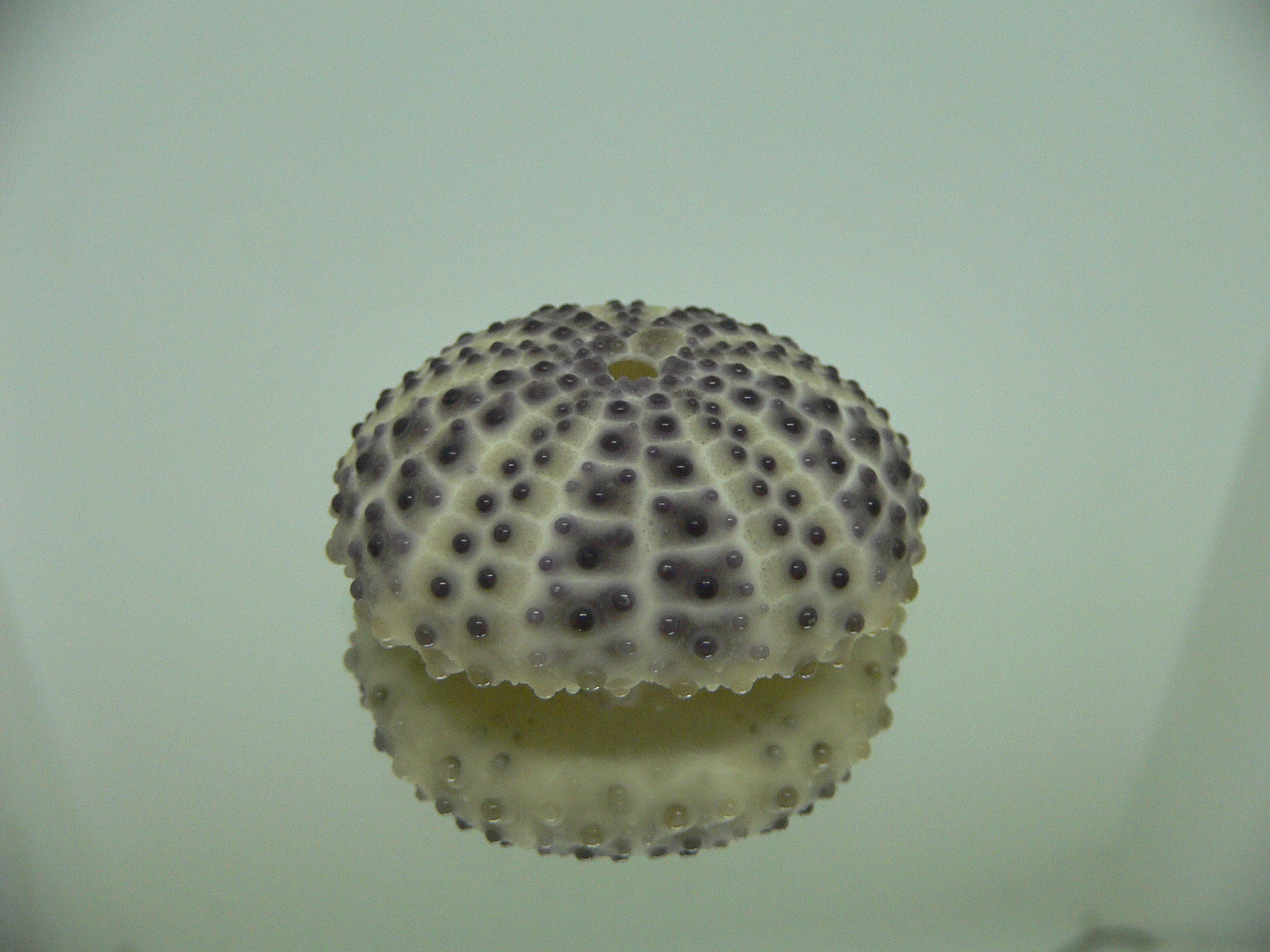 Sea Urchin LILAC