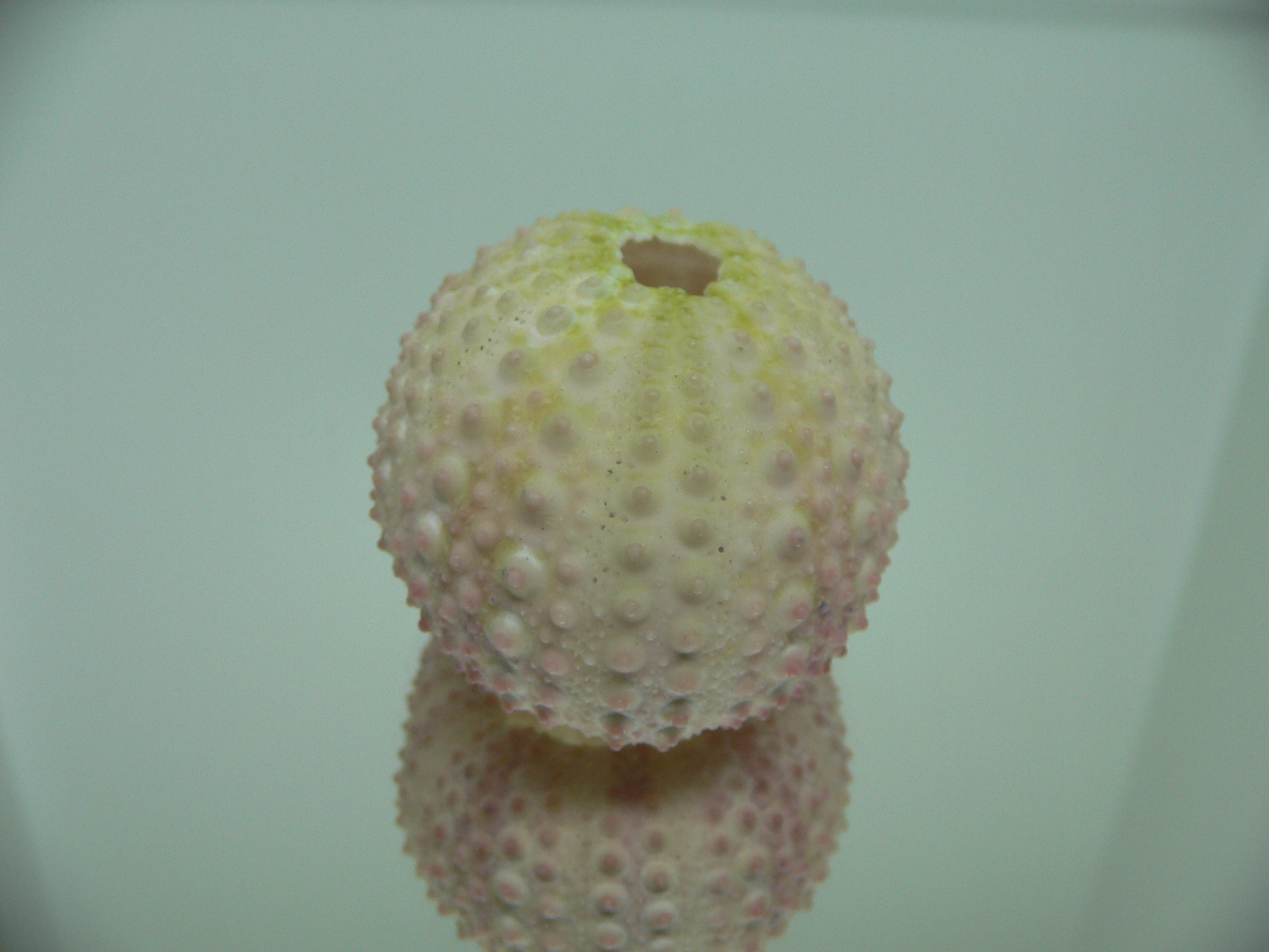 Sea Urchin PINK