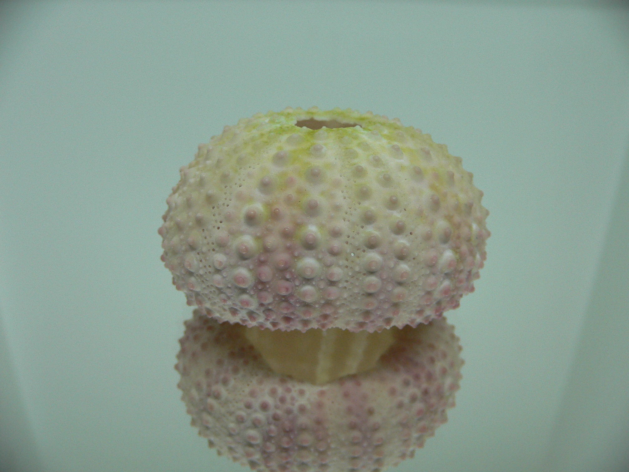 Sea Urchin PINK