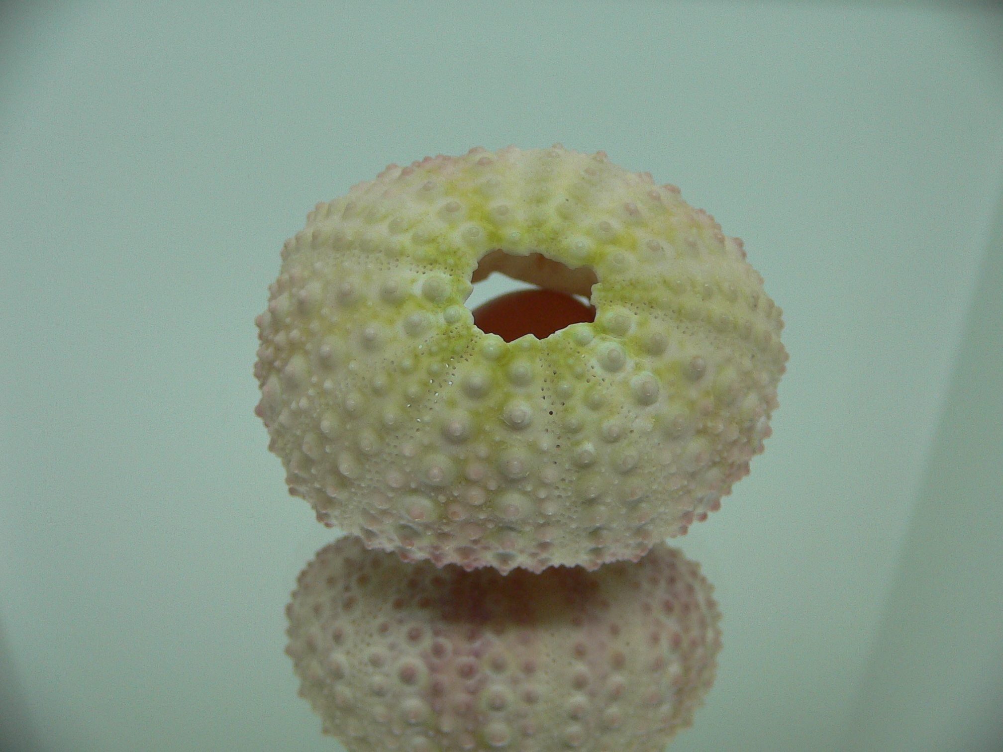 Sea Urchin PINK