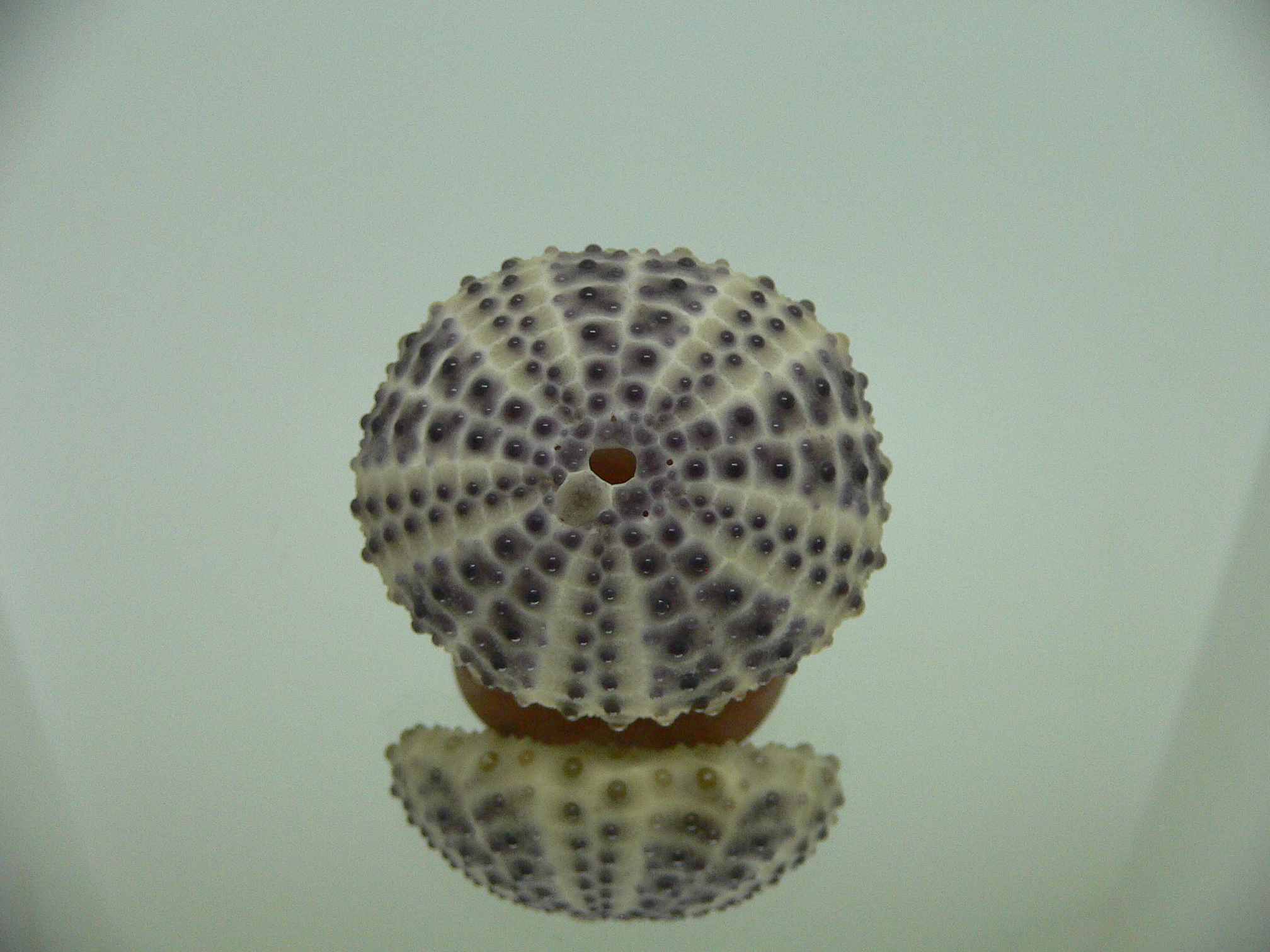 Sea Urchin LILAC