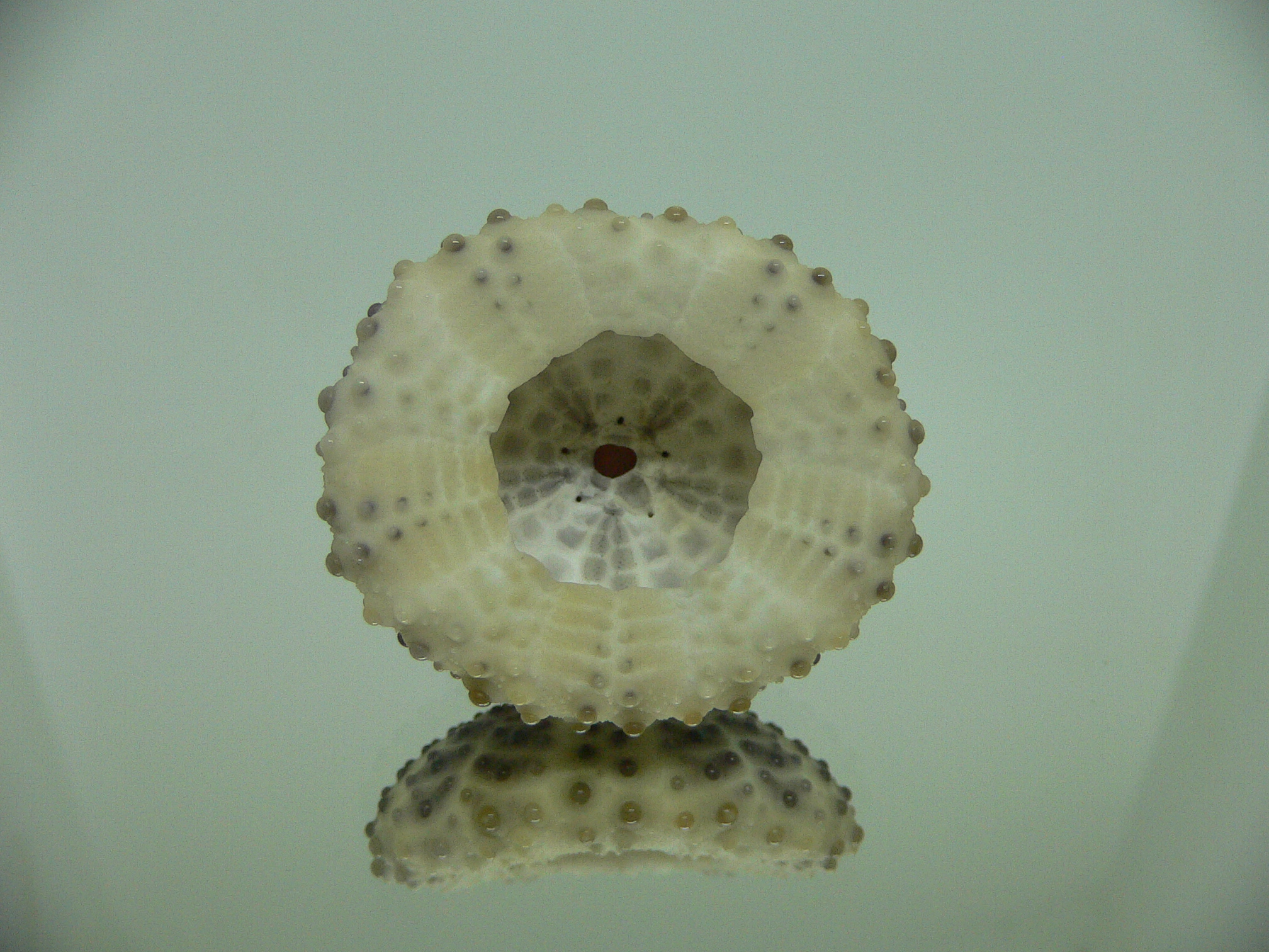 Sea Urchin LILAC