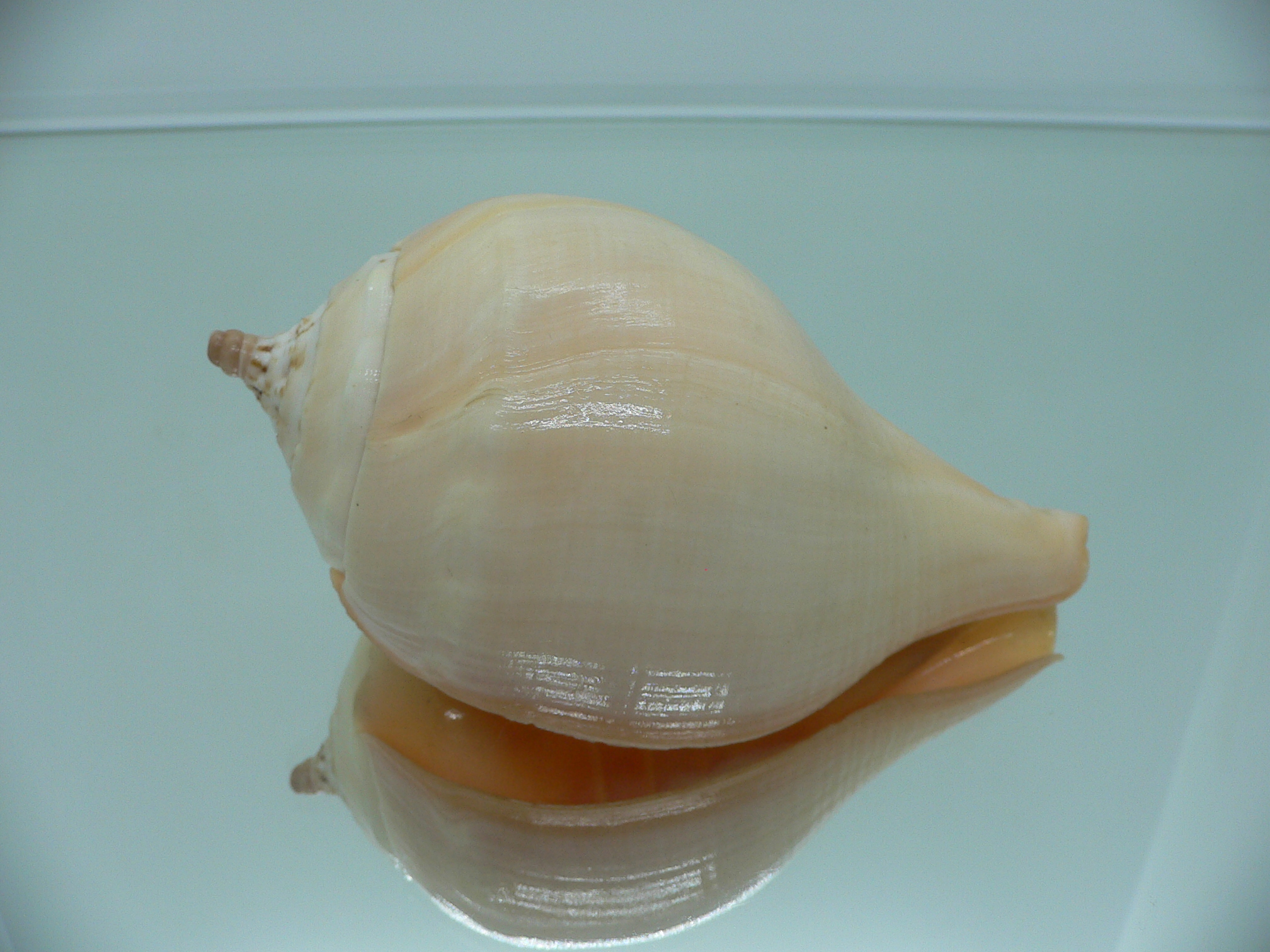 Turbinella pyrum napus ORANGE MOUTH