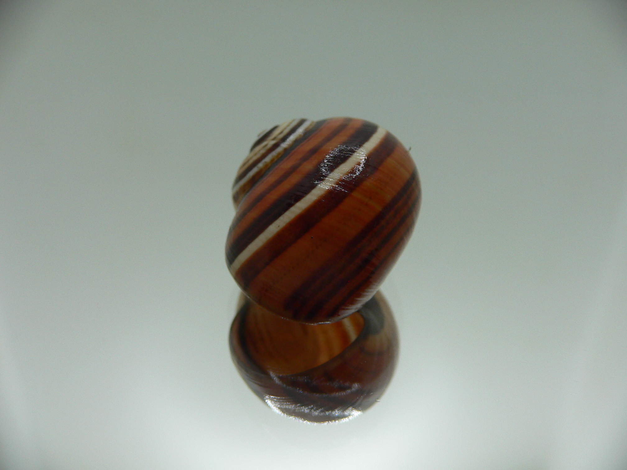 Polymita picta muscarum ENDEMIC