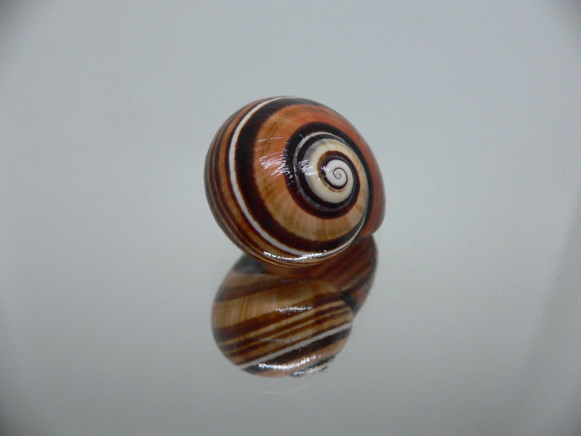 Polymita picta muscarum ENDEMIC