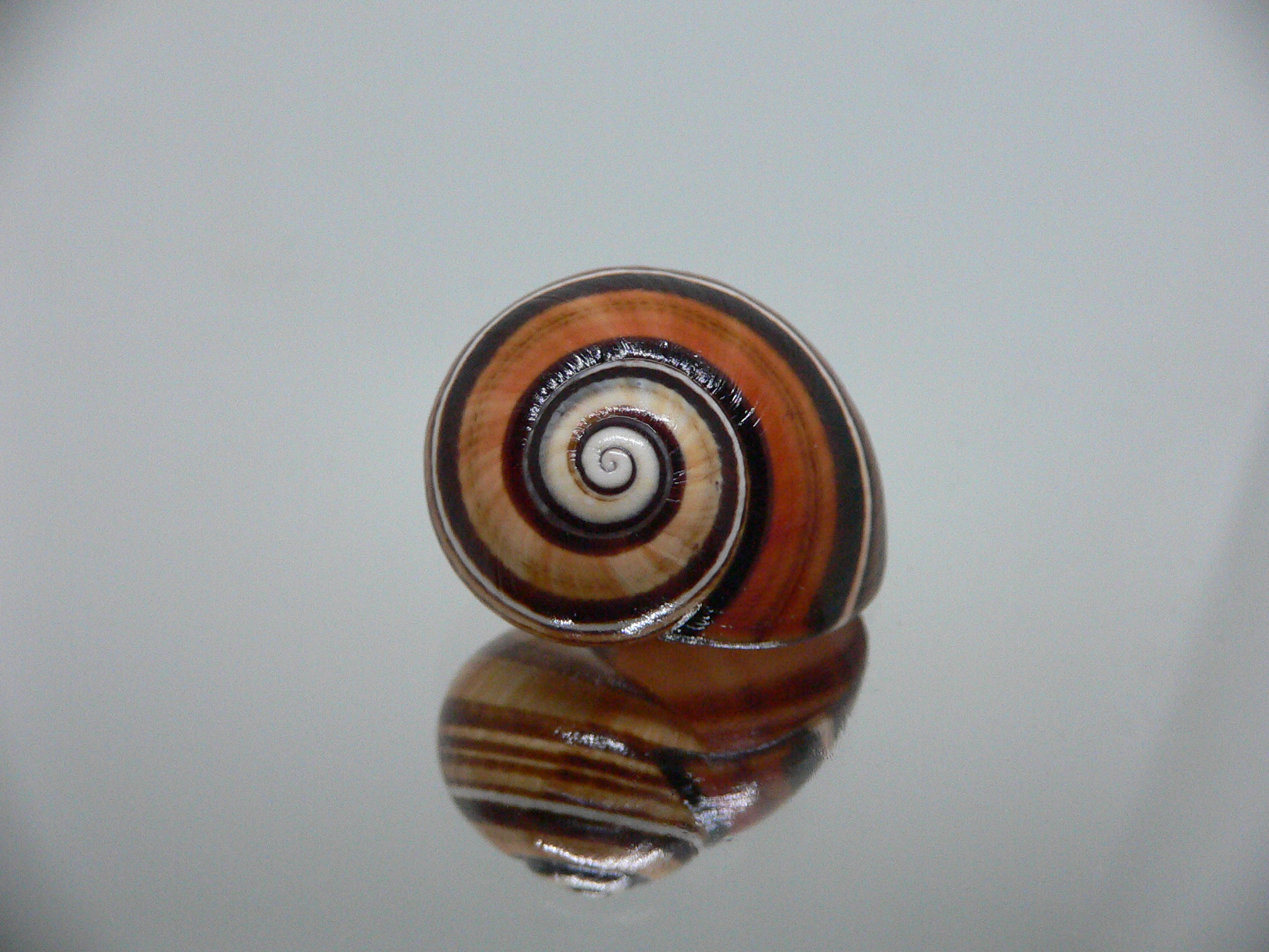 Polymita picta muscarum ENDEMIC