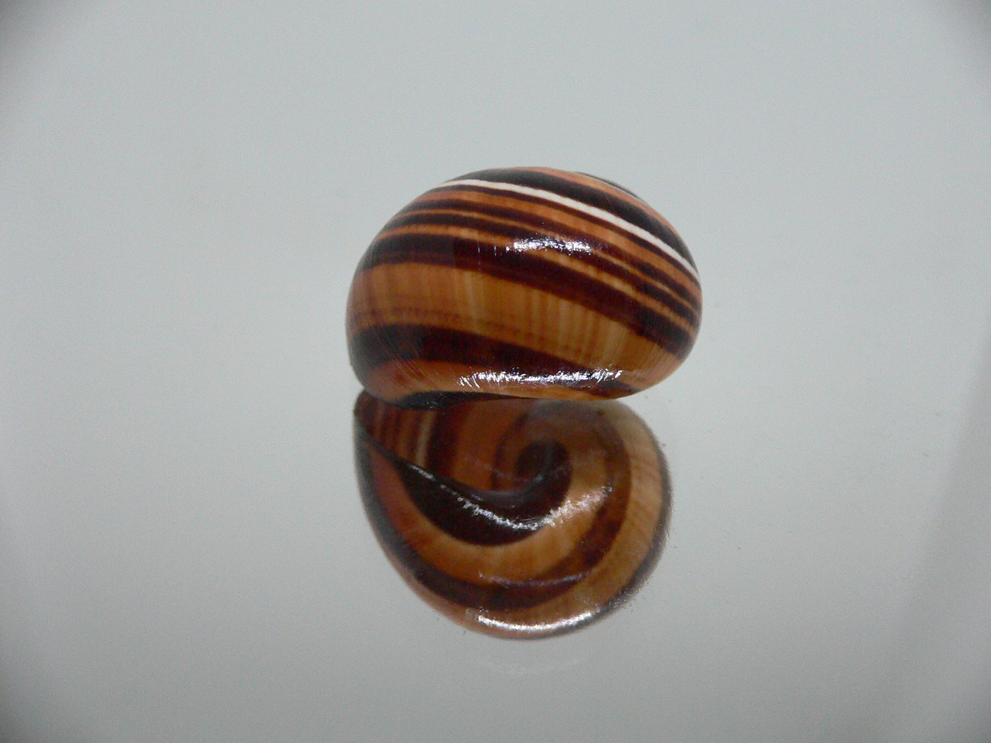 Polymita picta muscarum ENDEMIC