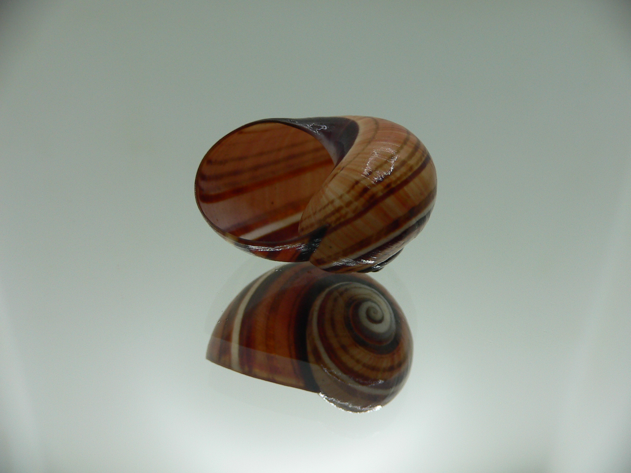 Polymita picta muscarum ENDEMIC