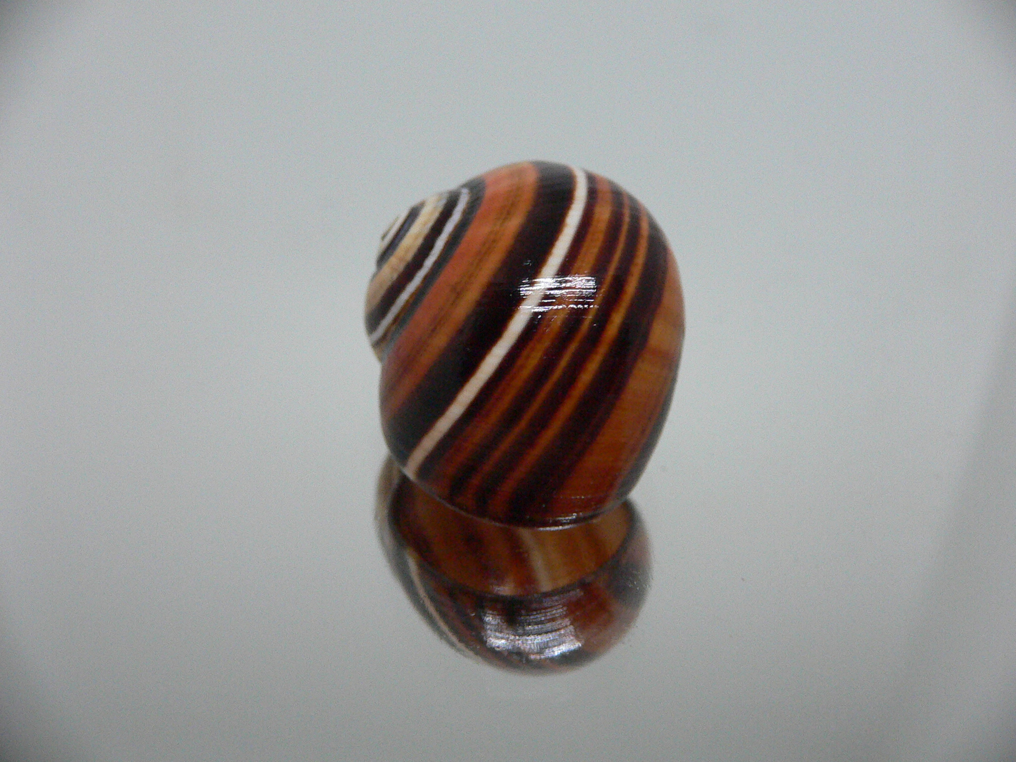 Polymita picta muscarum ENDEMIC