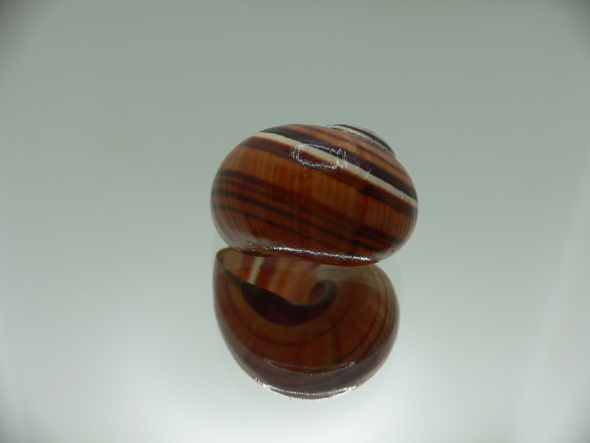 Polymita picta muscarum ENDEMIC