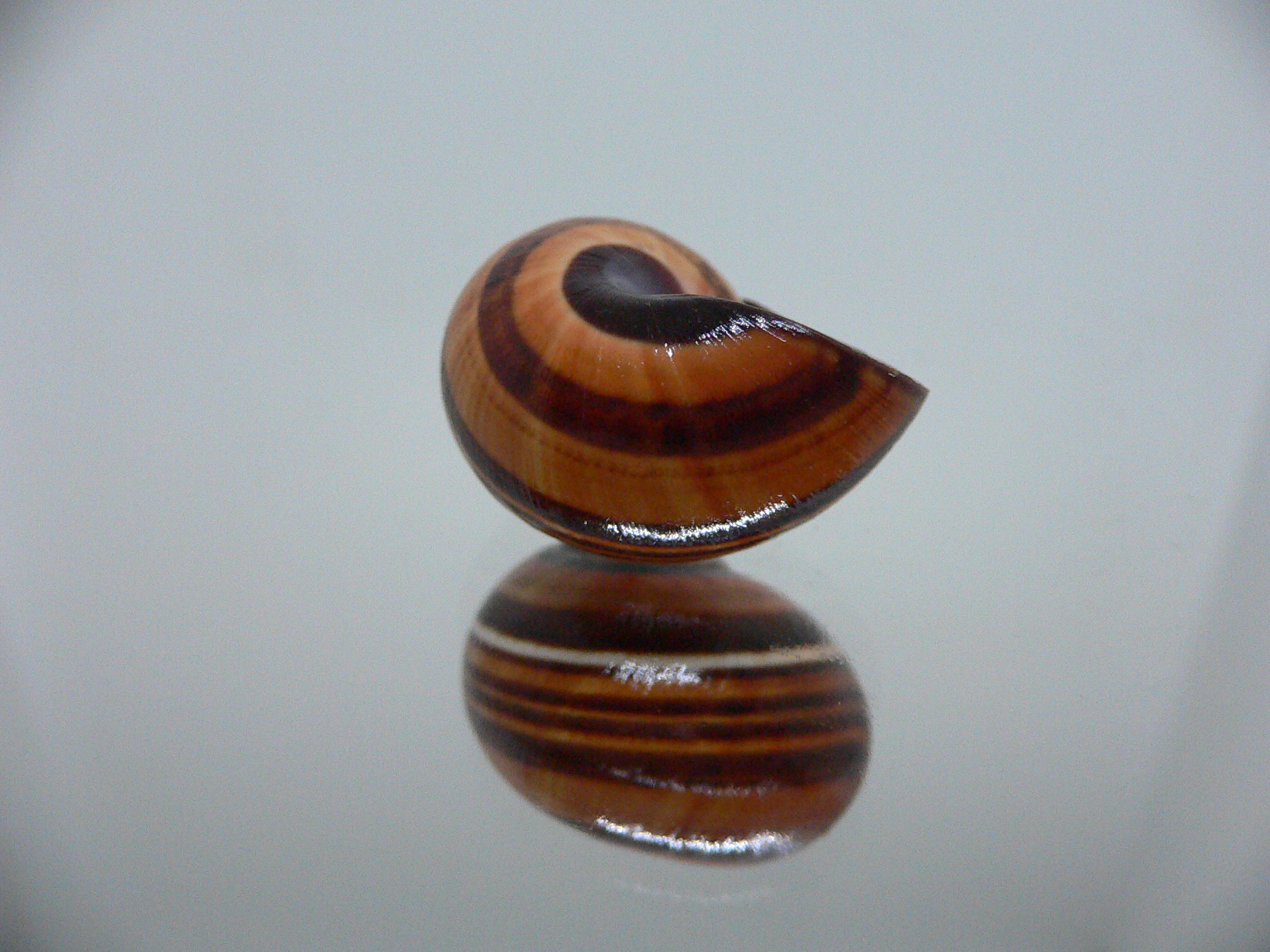 Polymita picta muscarum ENDEMIC