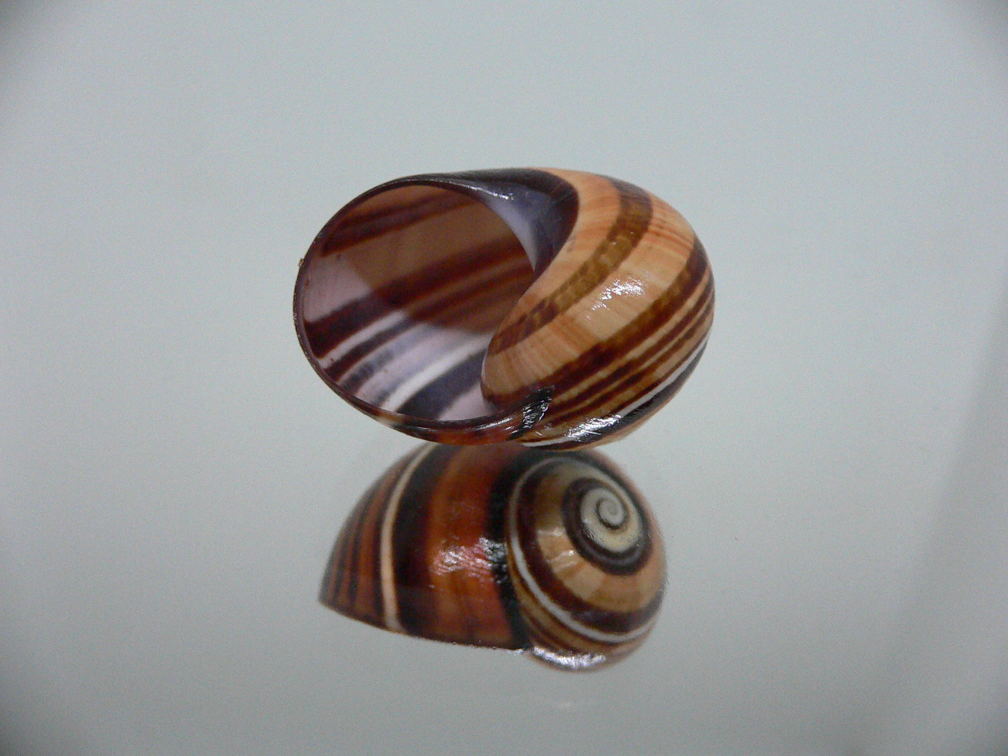 Polymita picta muscarum ENDEMIC