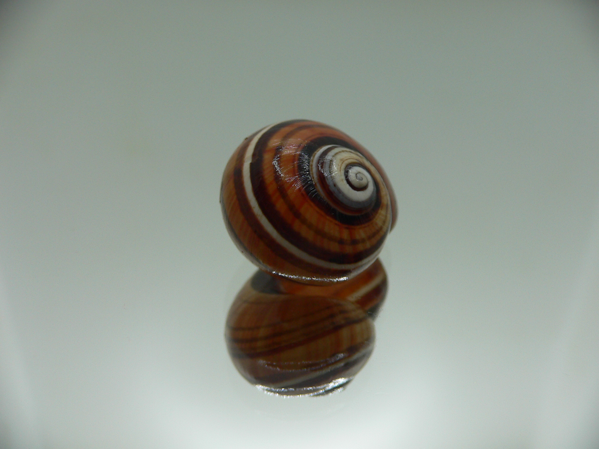 Polymita picta muscarum ENDEMIC