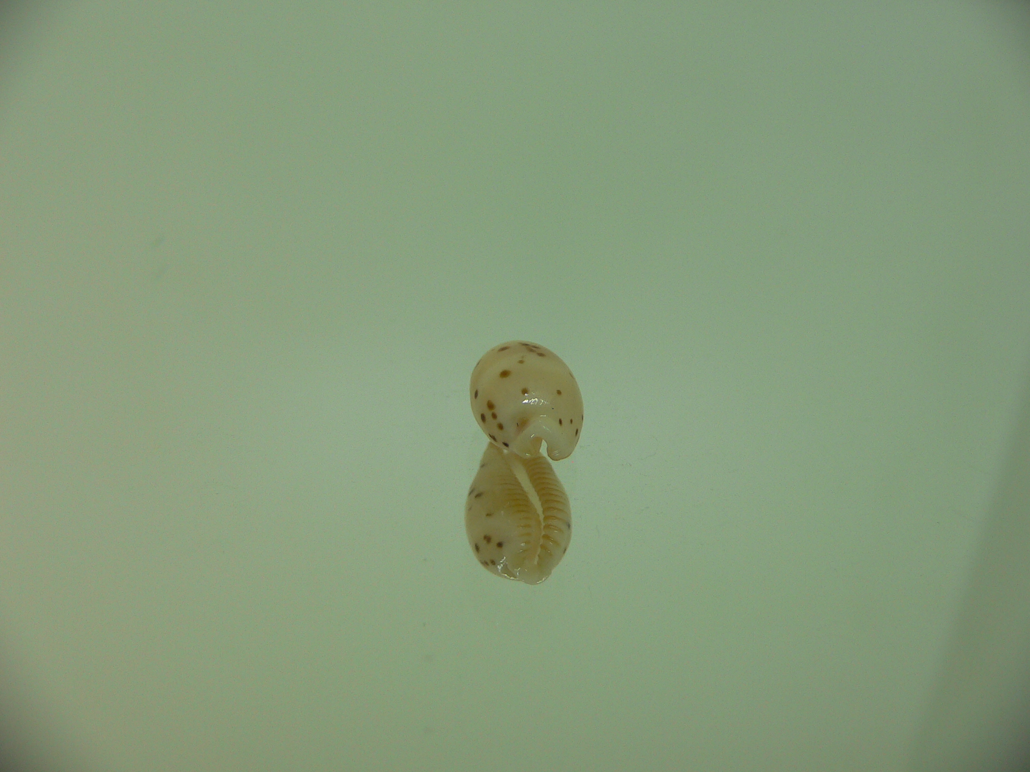 Cypraea punctata fusula (var.) LIGHT