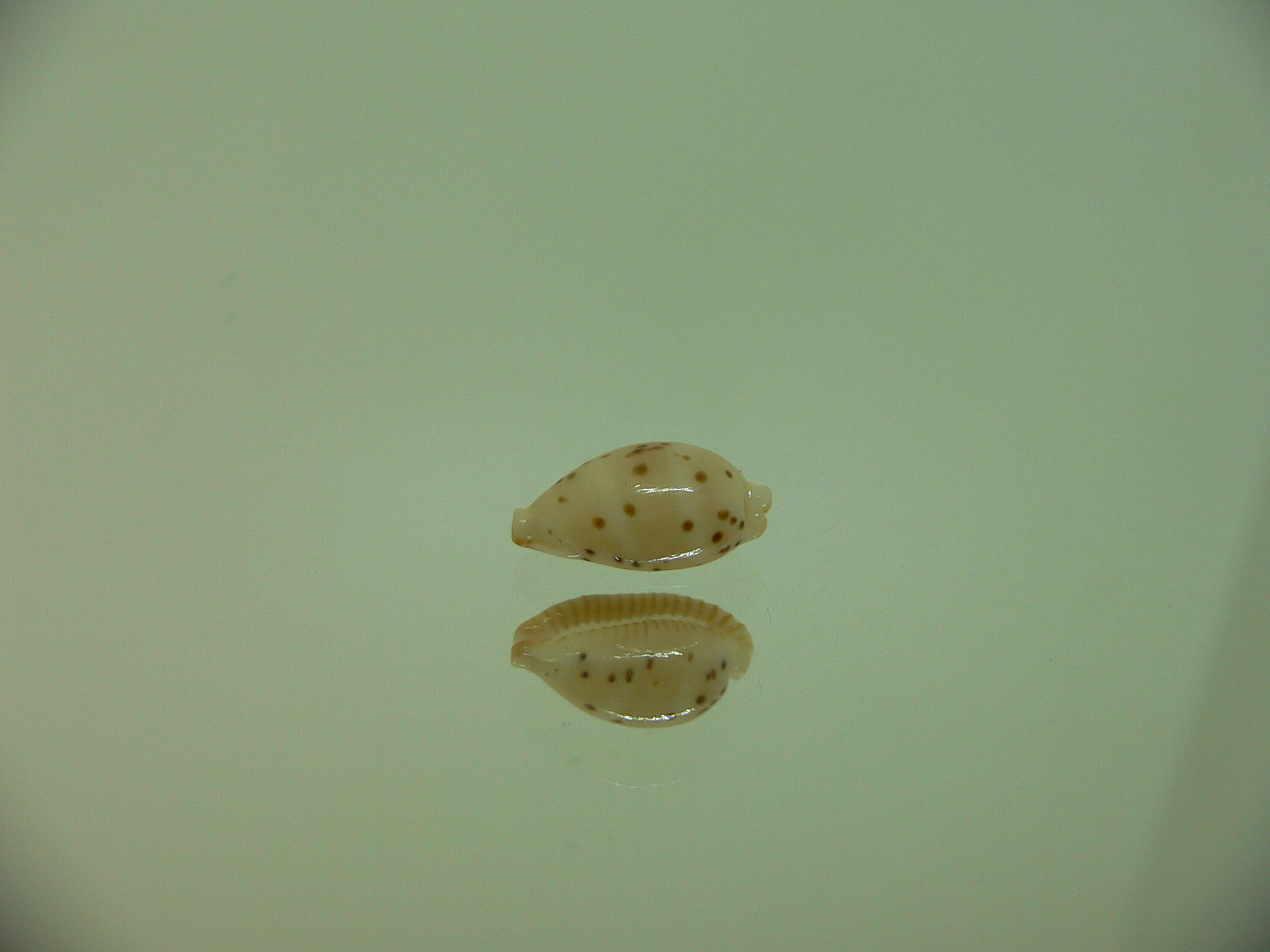 Cypraea punctata fusula (var.) LIGHT