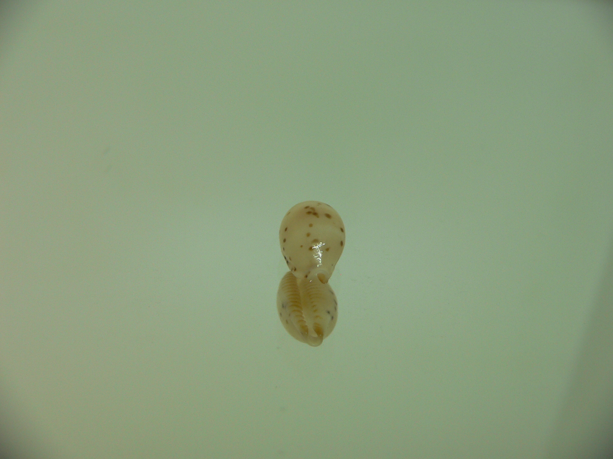 Cypraea punctata fusula (var.) LIGHT