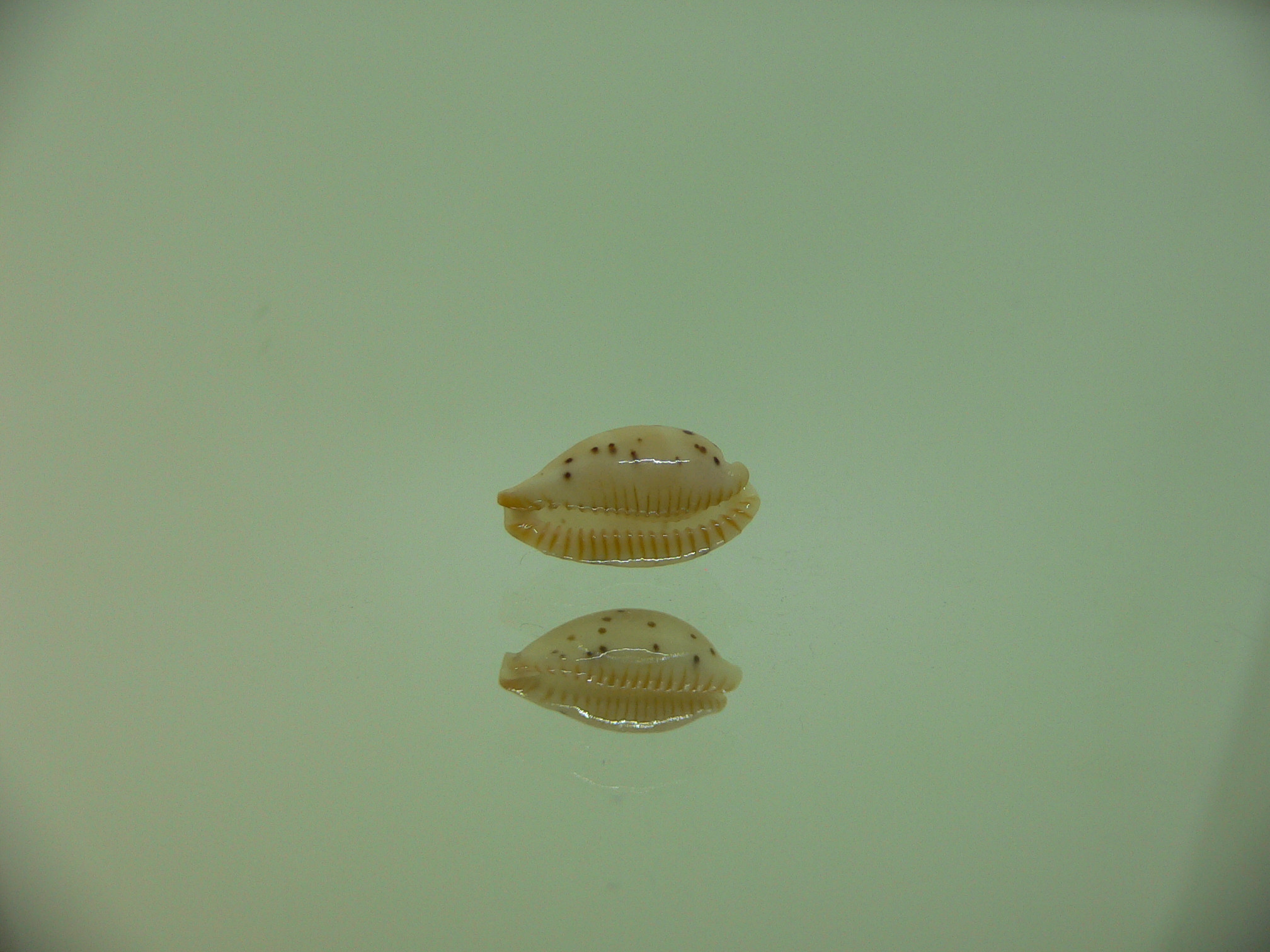 Cypraea punctata fusula (var.) LIGHT