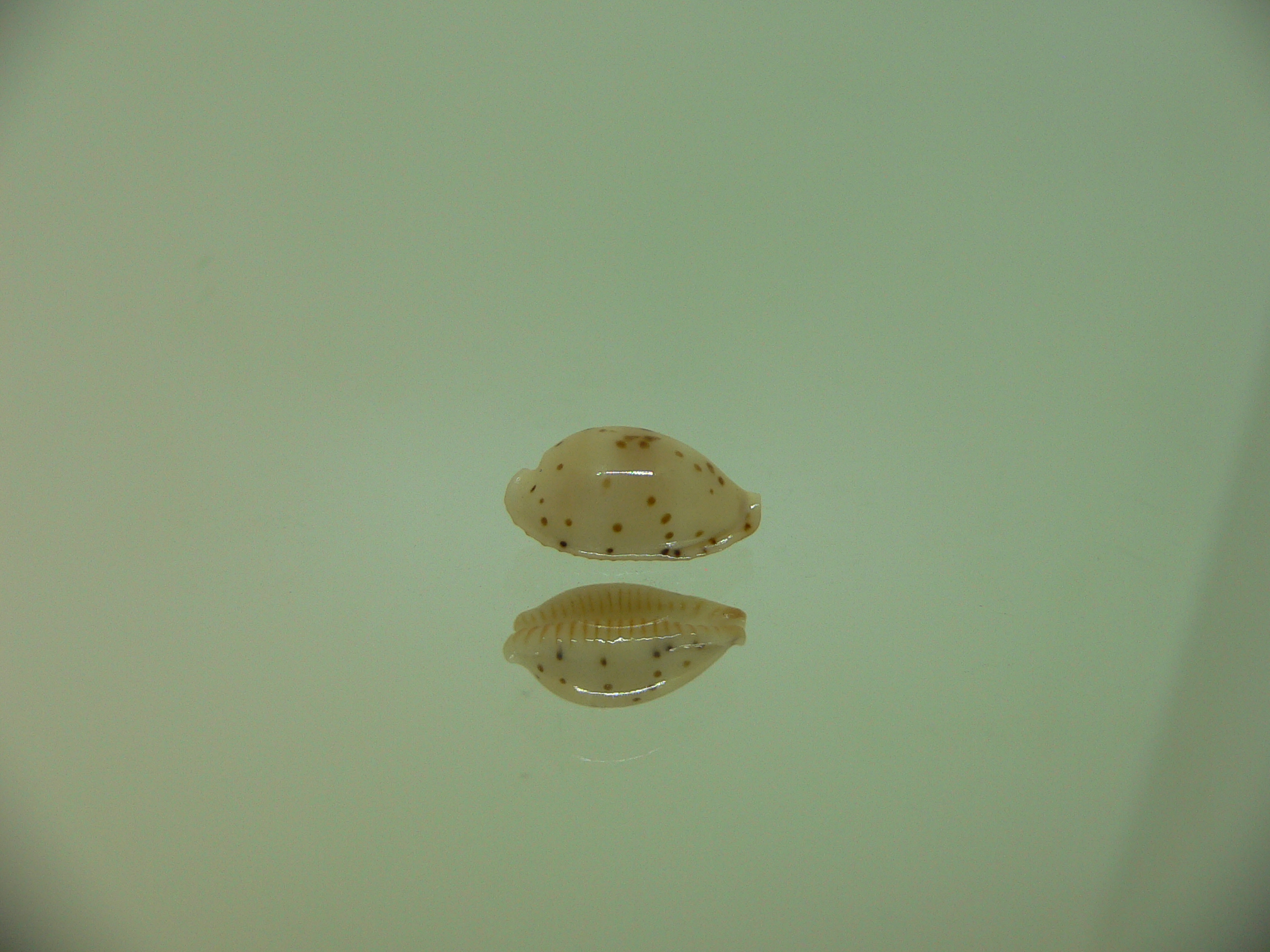 Cypraea punctata fusula (var.) LIGHT
