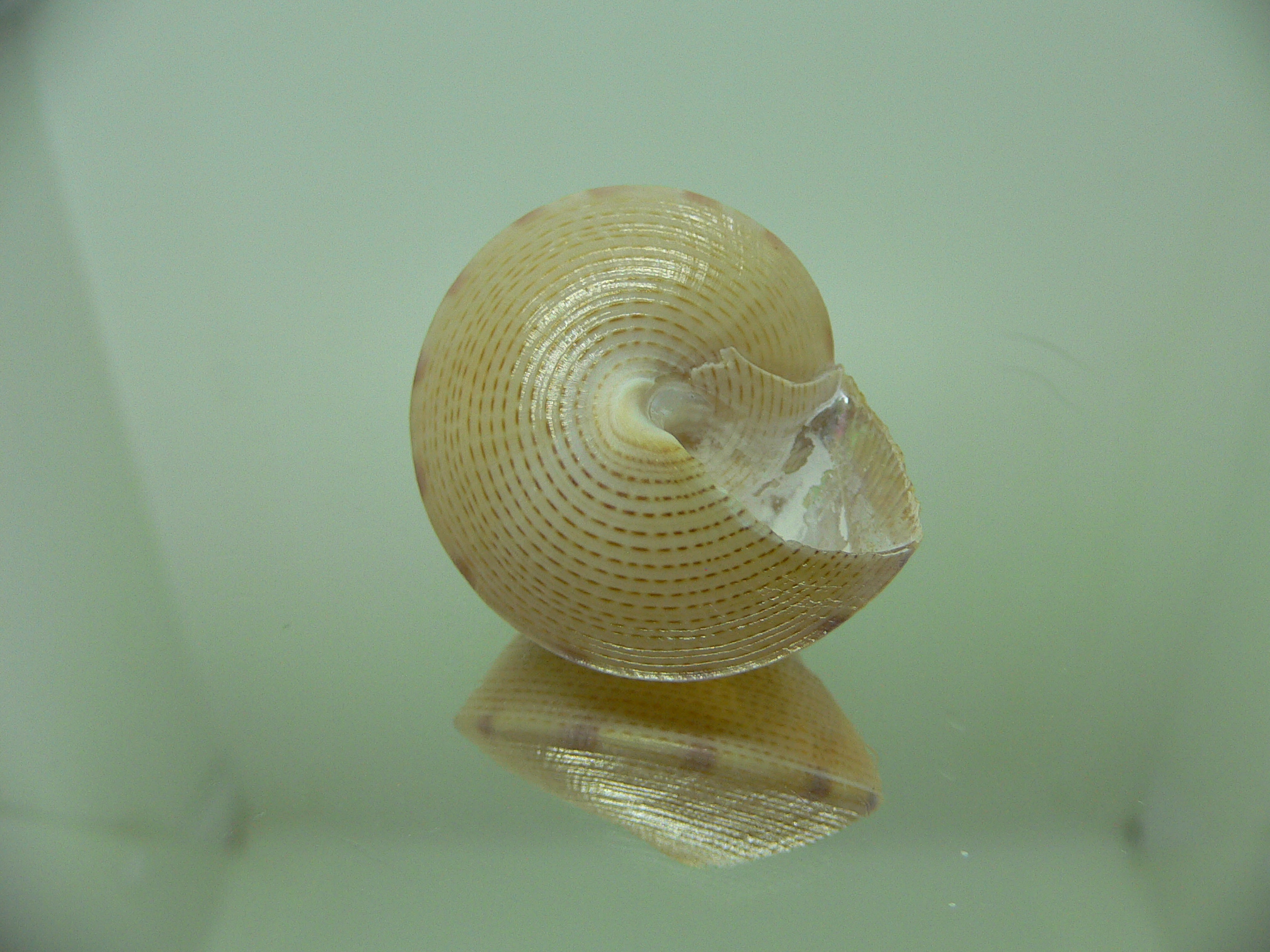 Benthastelena haliarchus BLONDE