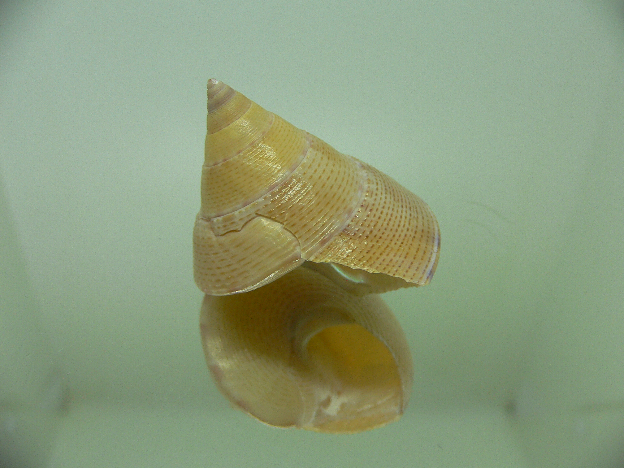 Benthastelena haliarchus BLONDE