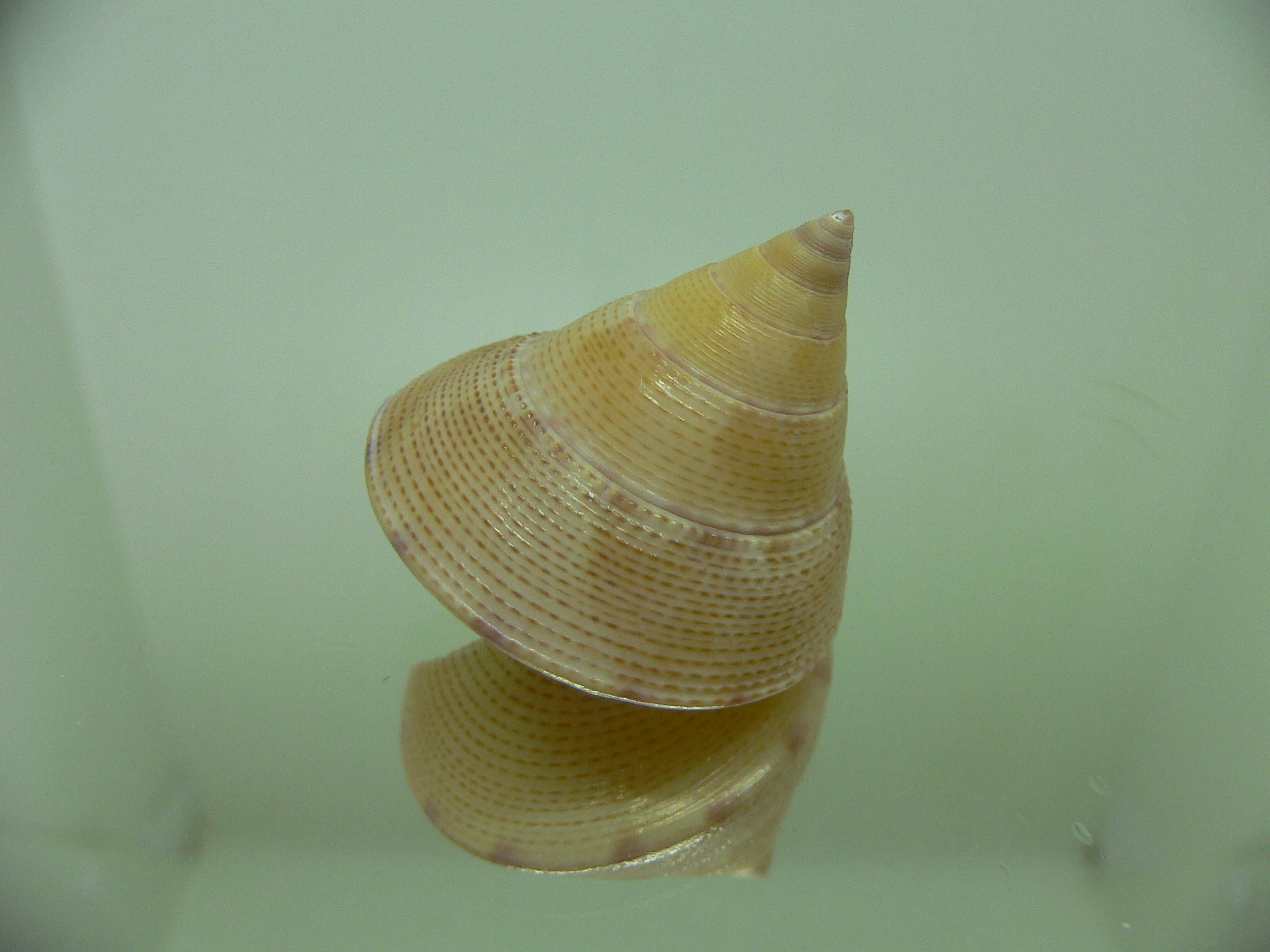 Benthastelena haliarchus BLONDE