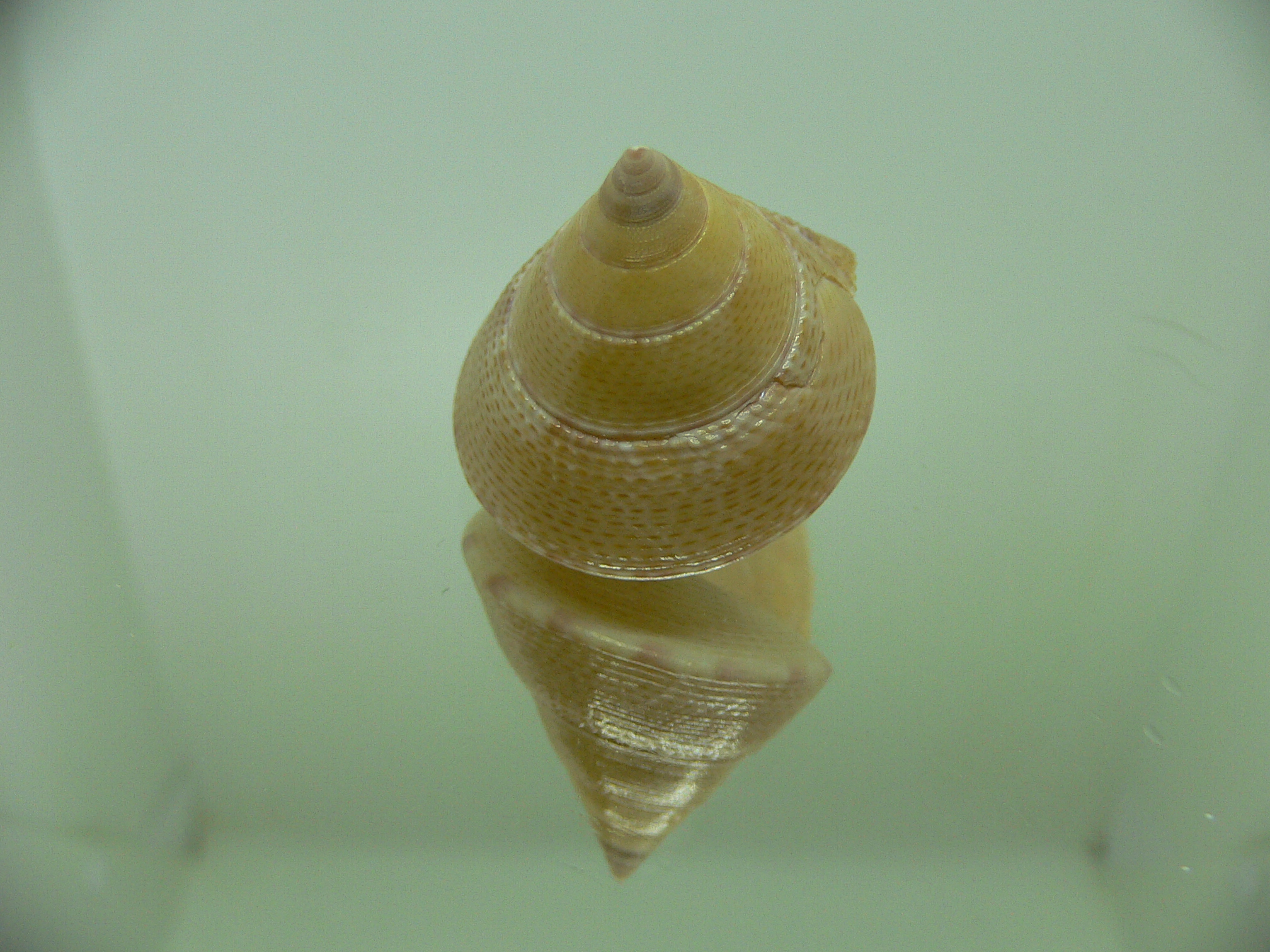 Benthastelena haliarchus BLONDE