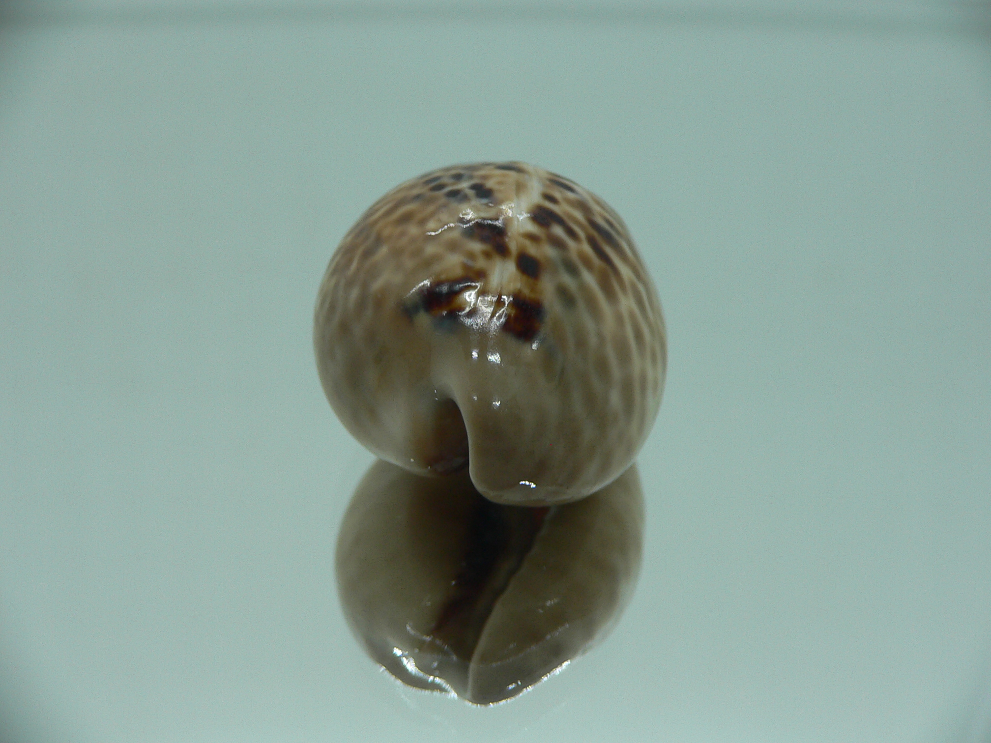 Сypraea mus mus DWARF