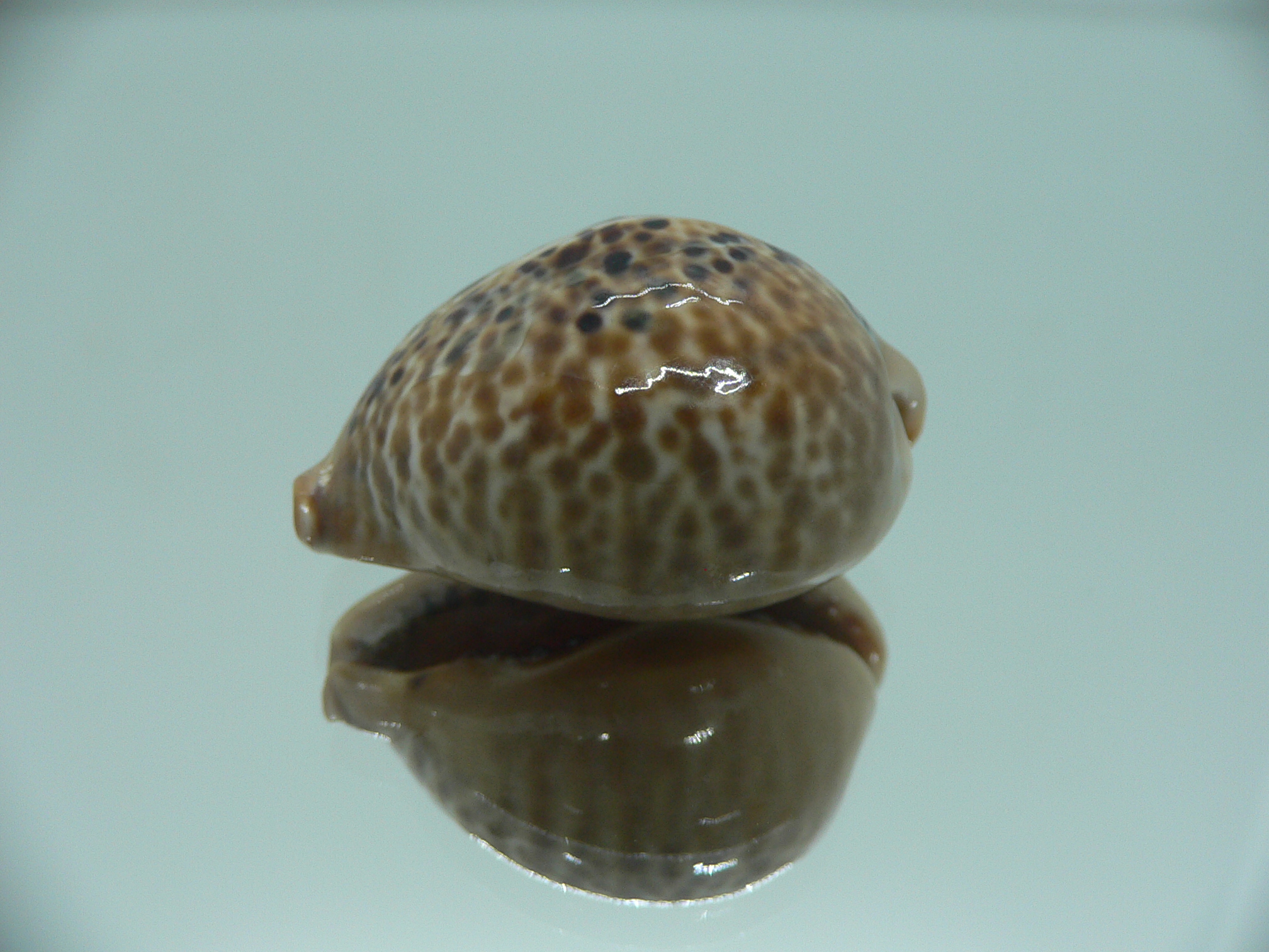 Сypraea mus mus DWARF