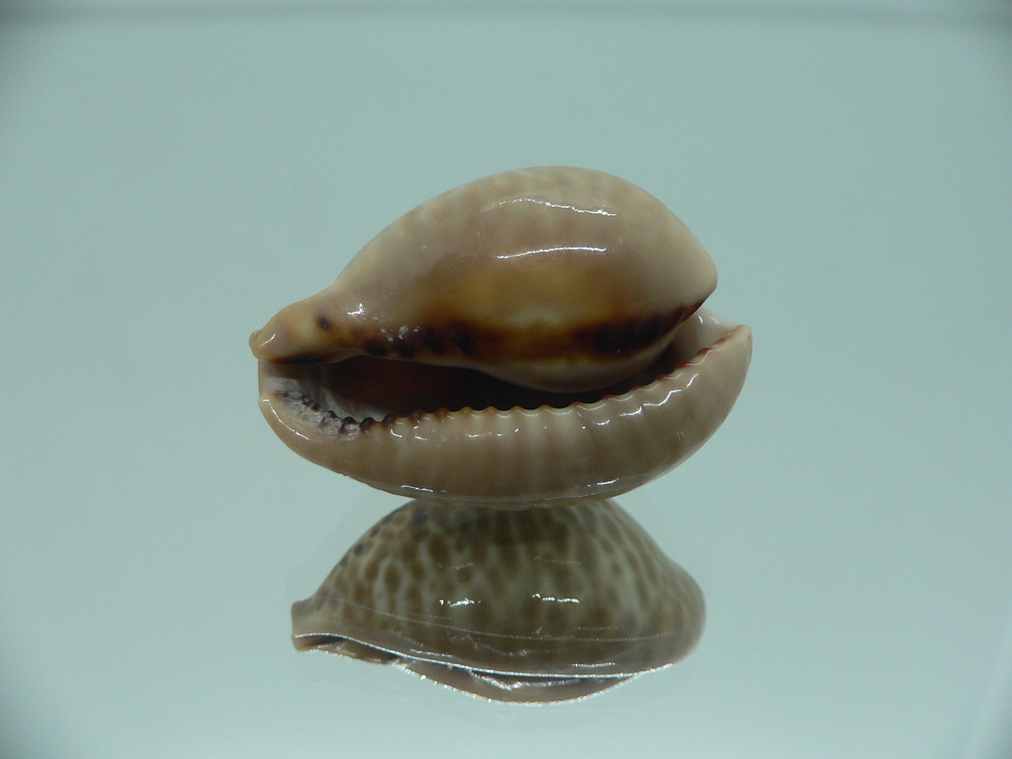 Сypraea mus mus DWARF
