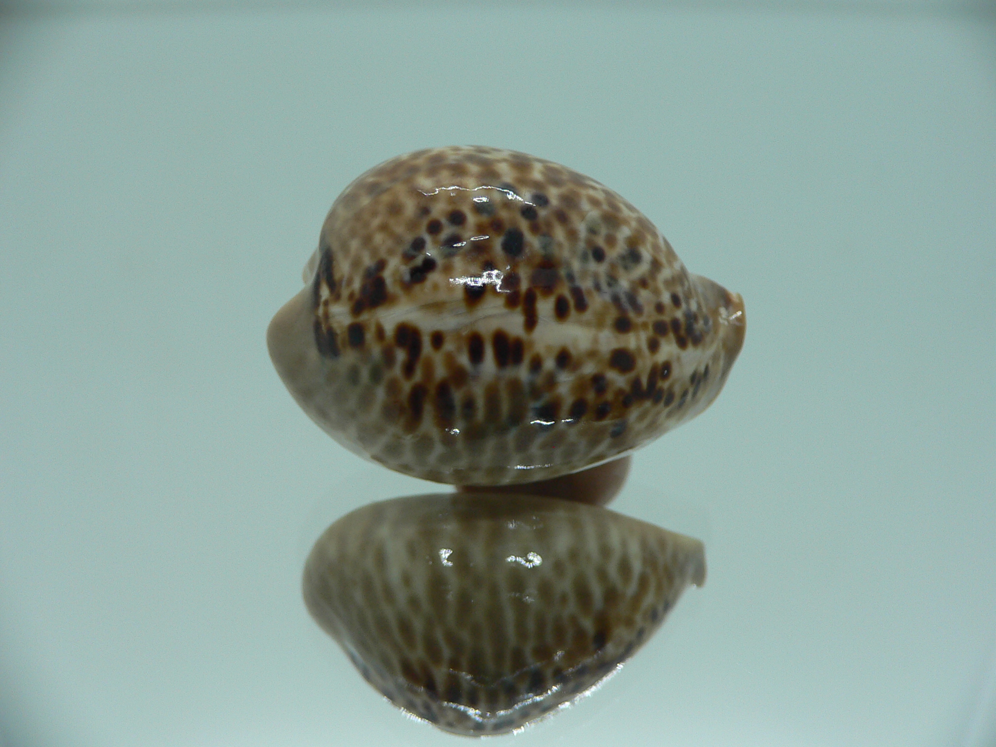 Сypraea mus mus DWARF