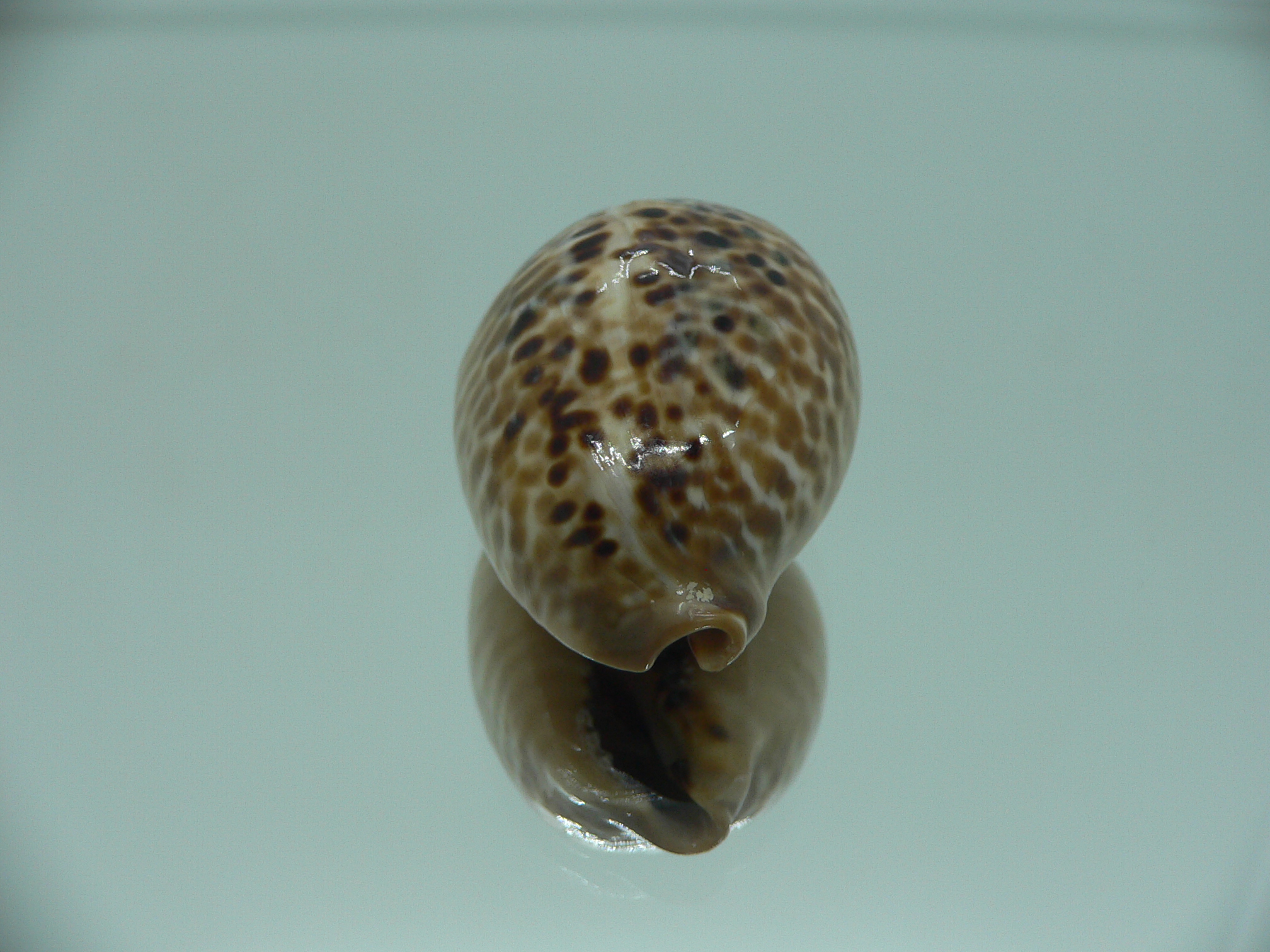 Сypraea mus mus DWARF