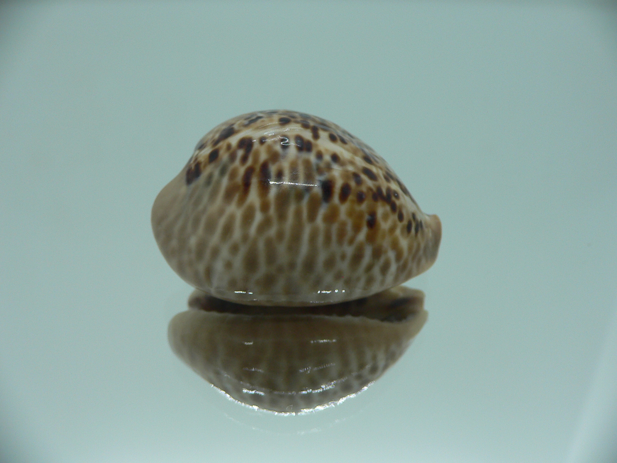 Сypraea mus mus DWARF