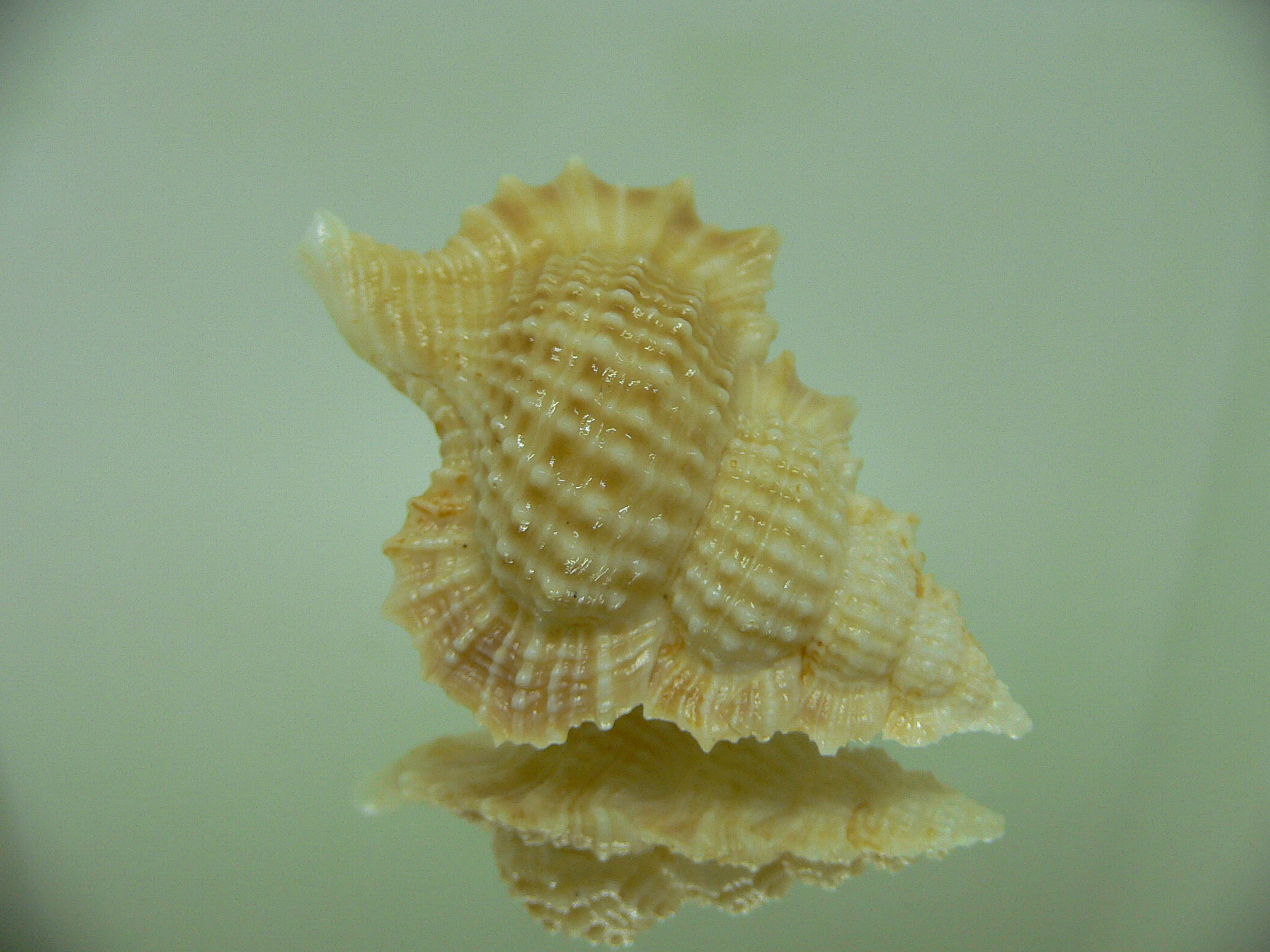 Gyrineum perca bozzettii (var.) WIDE