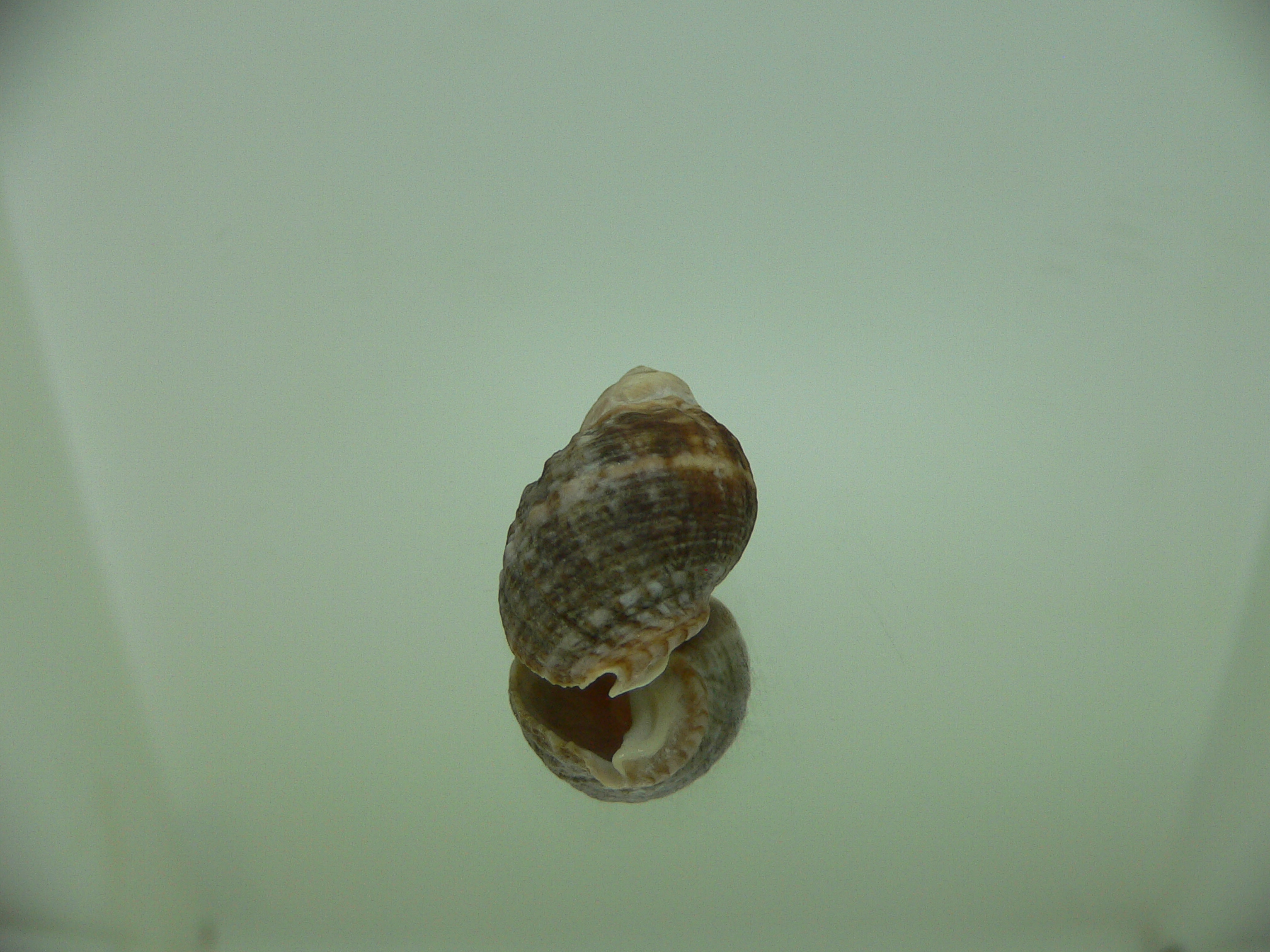 Neothais nesiotes BROWN GIANT