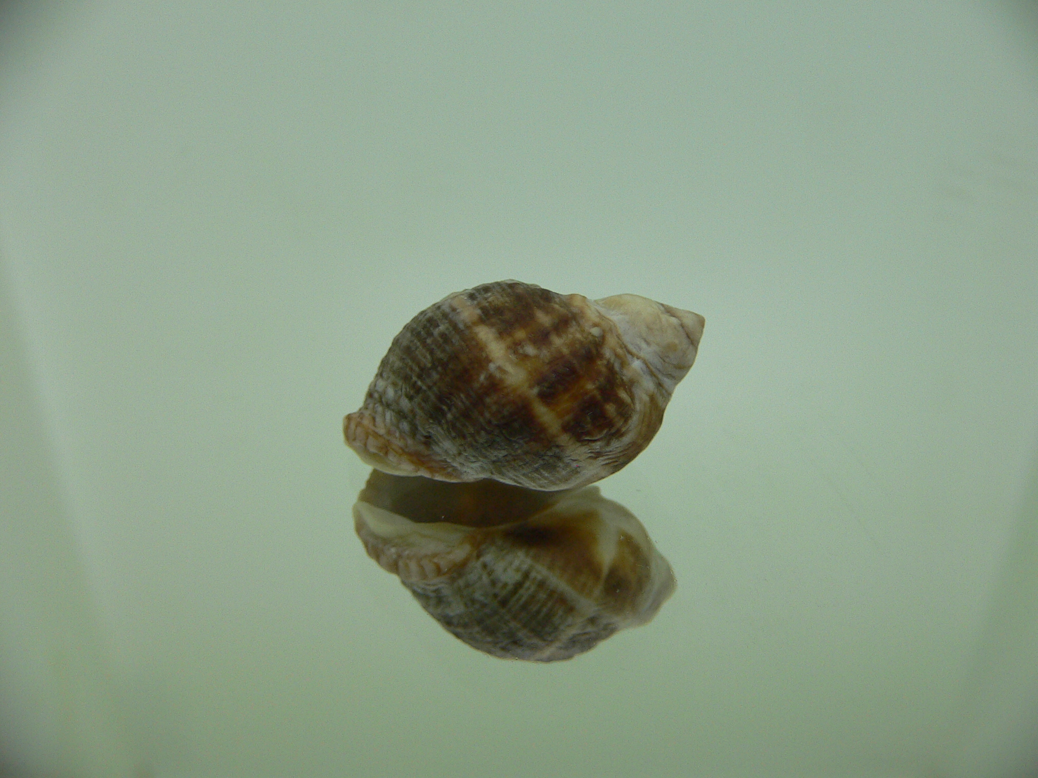 Neothais nesiotes BROWN GIANT