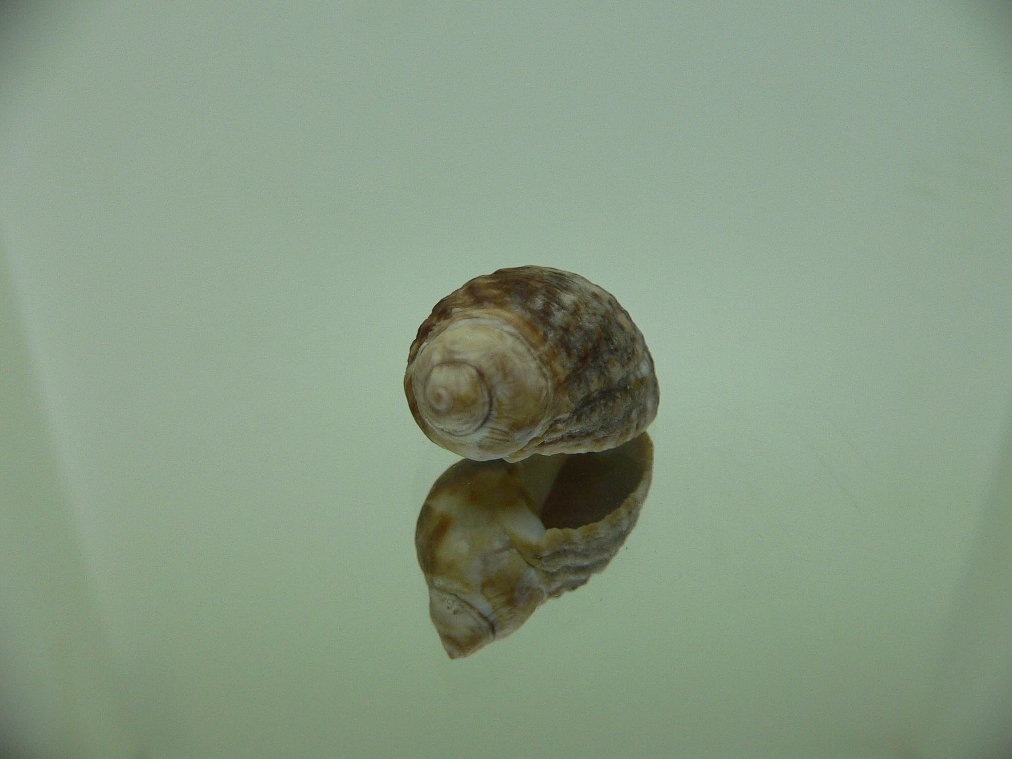 Neothais nesiotes BROWN GIANT