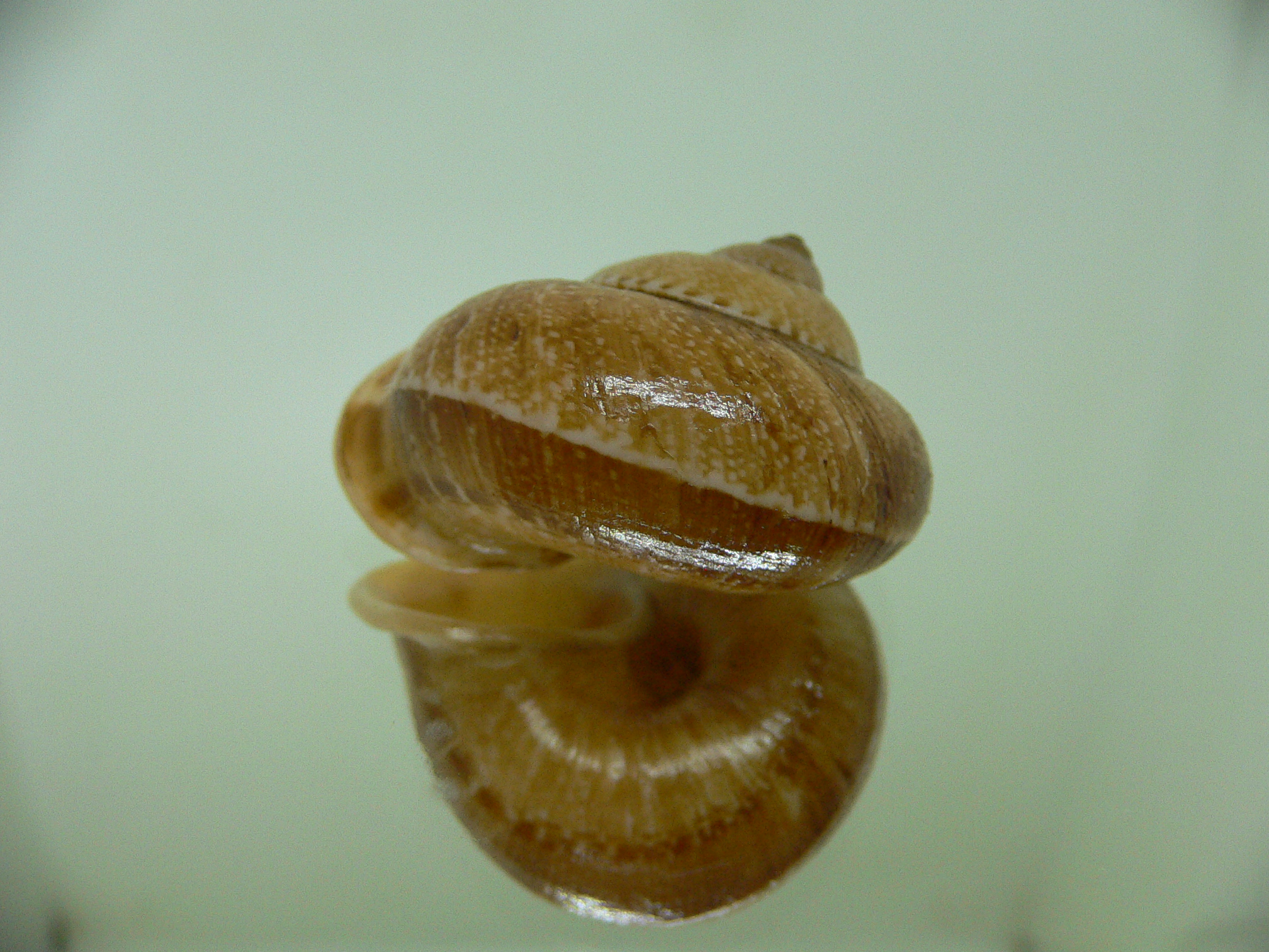 Cyclophorus perdix tuba