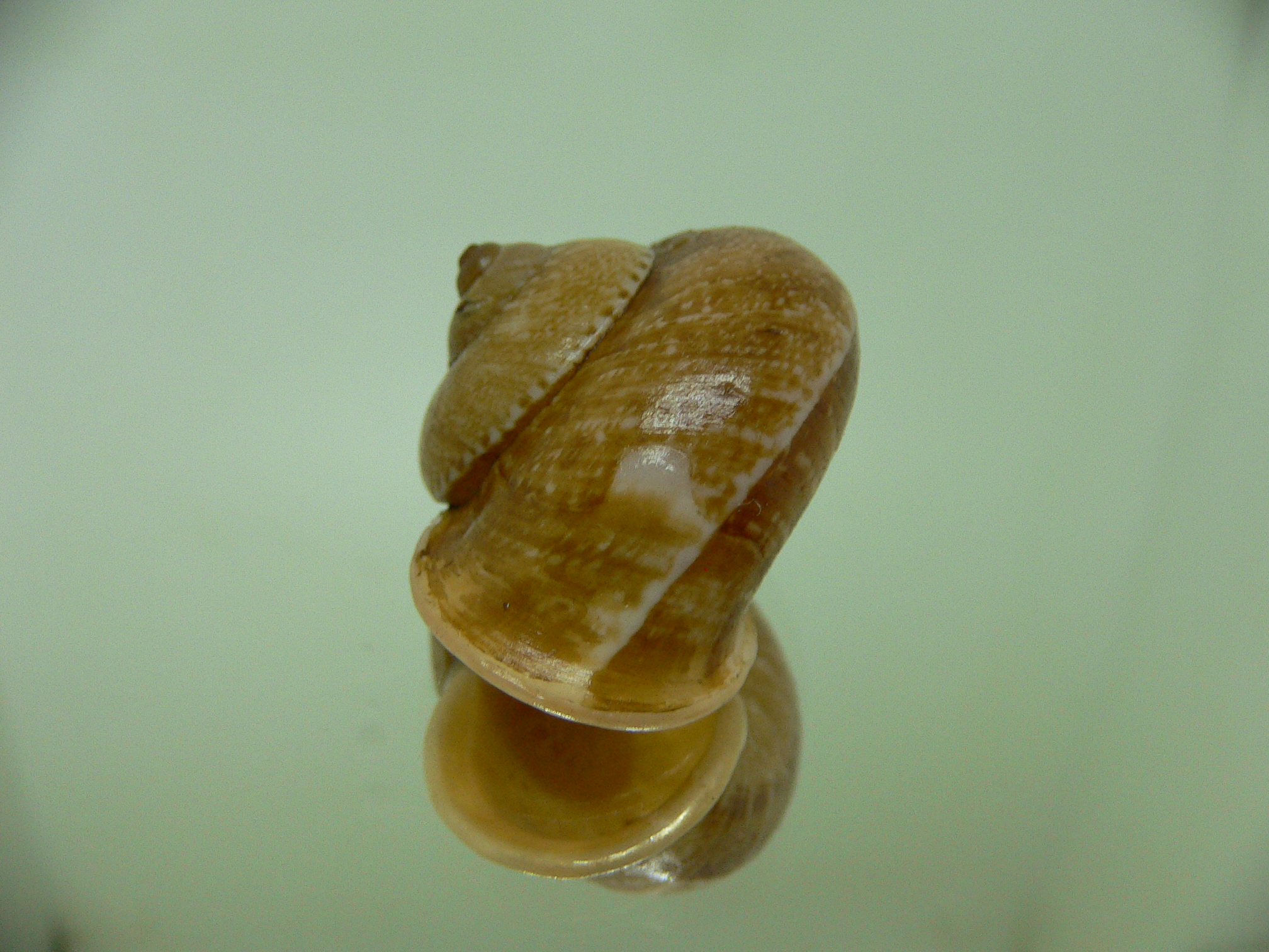 Cyclophorus perdix tuba