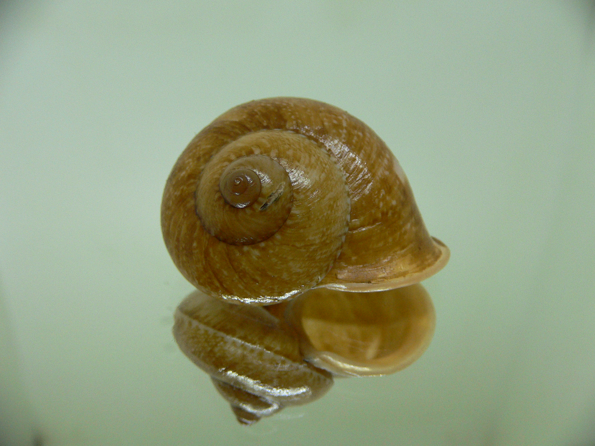 Cyclophorus perdix tuba