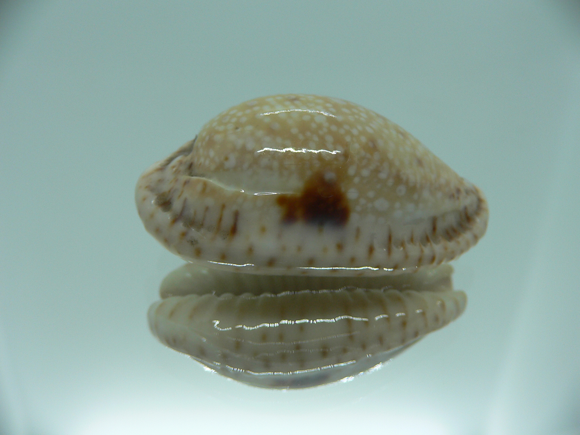 Cypraea nebrites ELONGATE & ROSTRATE