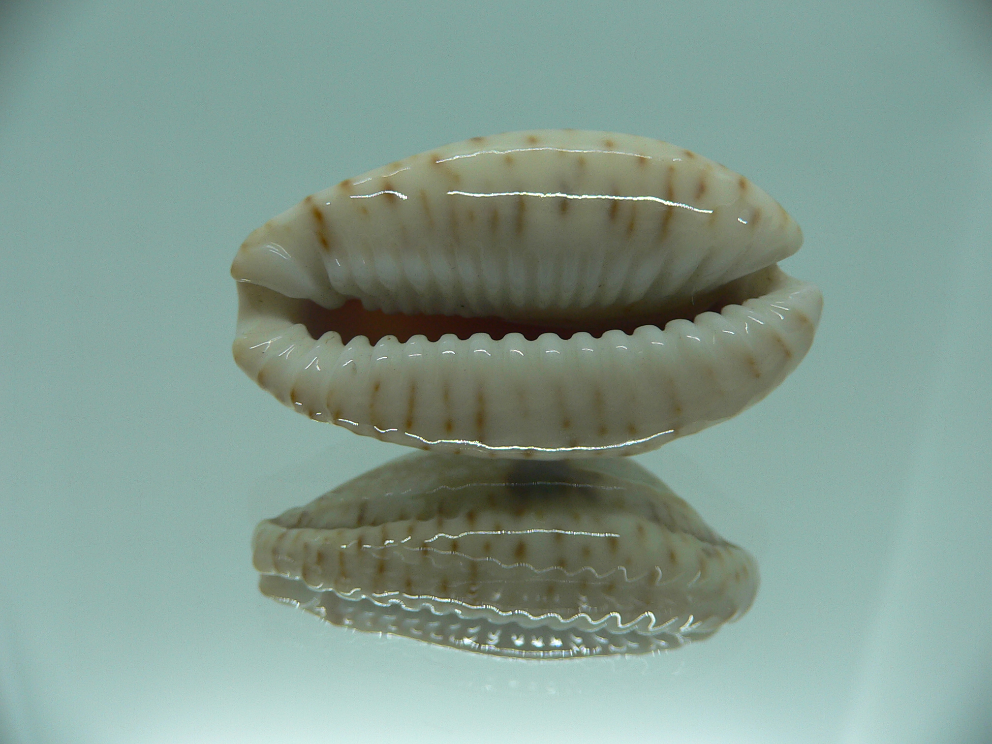 Cypraea nebrites ELONGATE & ROSTRATE