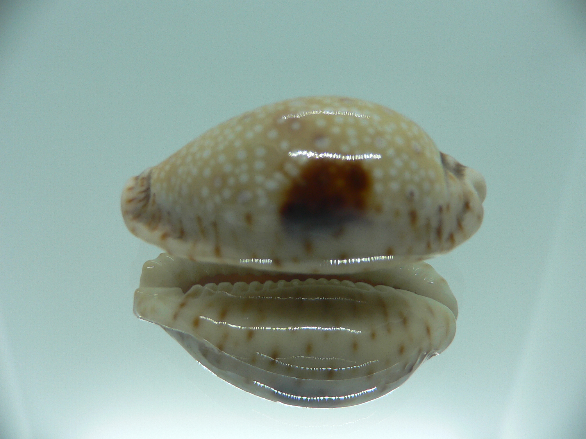 Cypraea nebrites ELONGATE & ROSTRATE