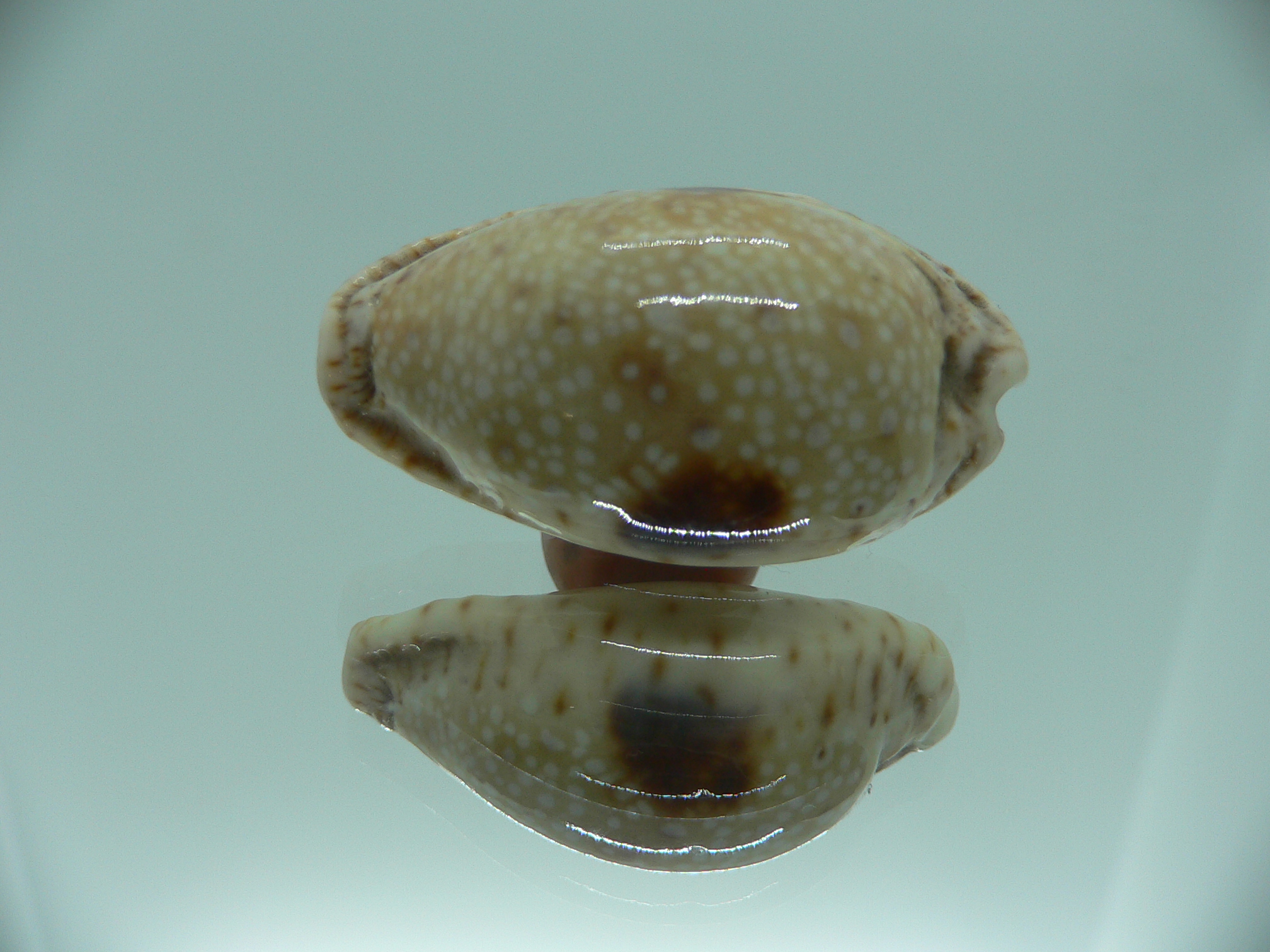 Cypraea nebrites ELONGATE & ROSTRATE