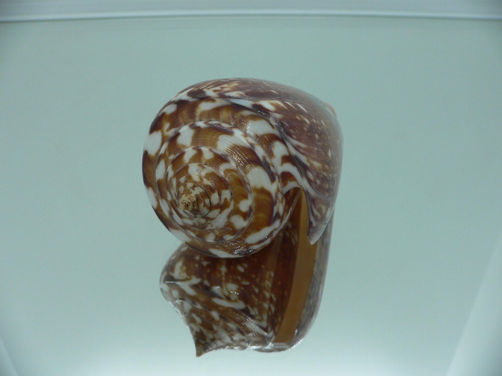 Conus amadis amadis STRIPED