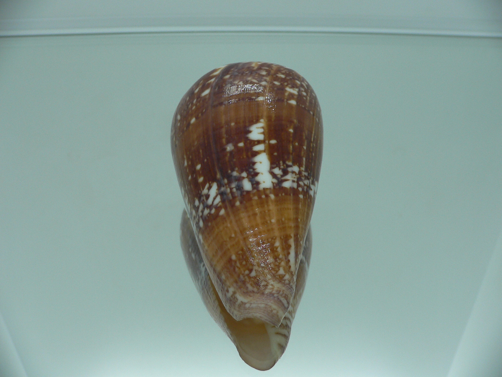 Conus amadis amadis STRIPED