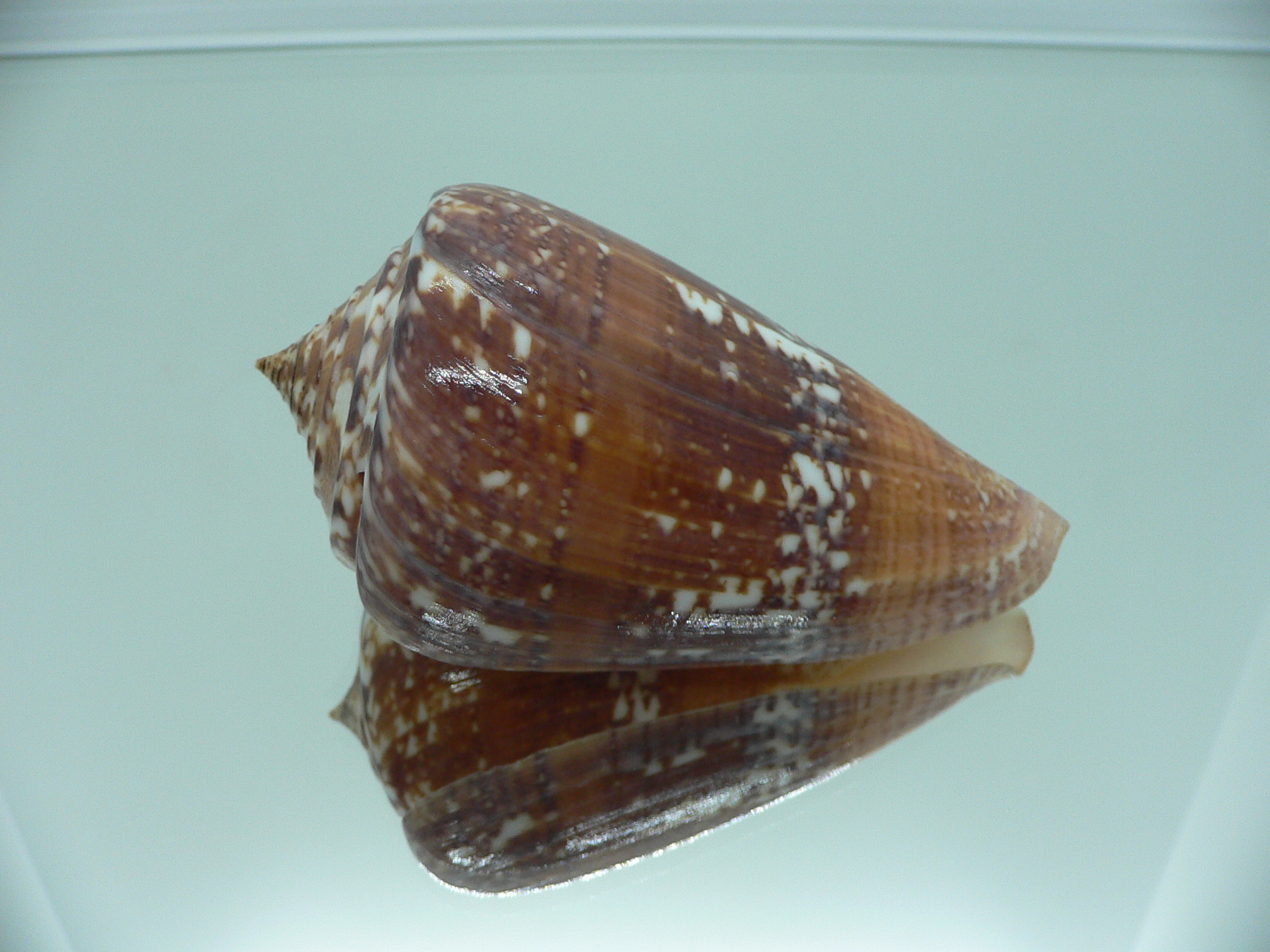 Conus amadis amadis STRIPED