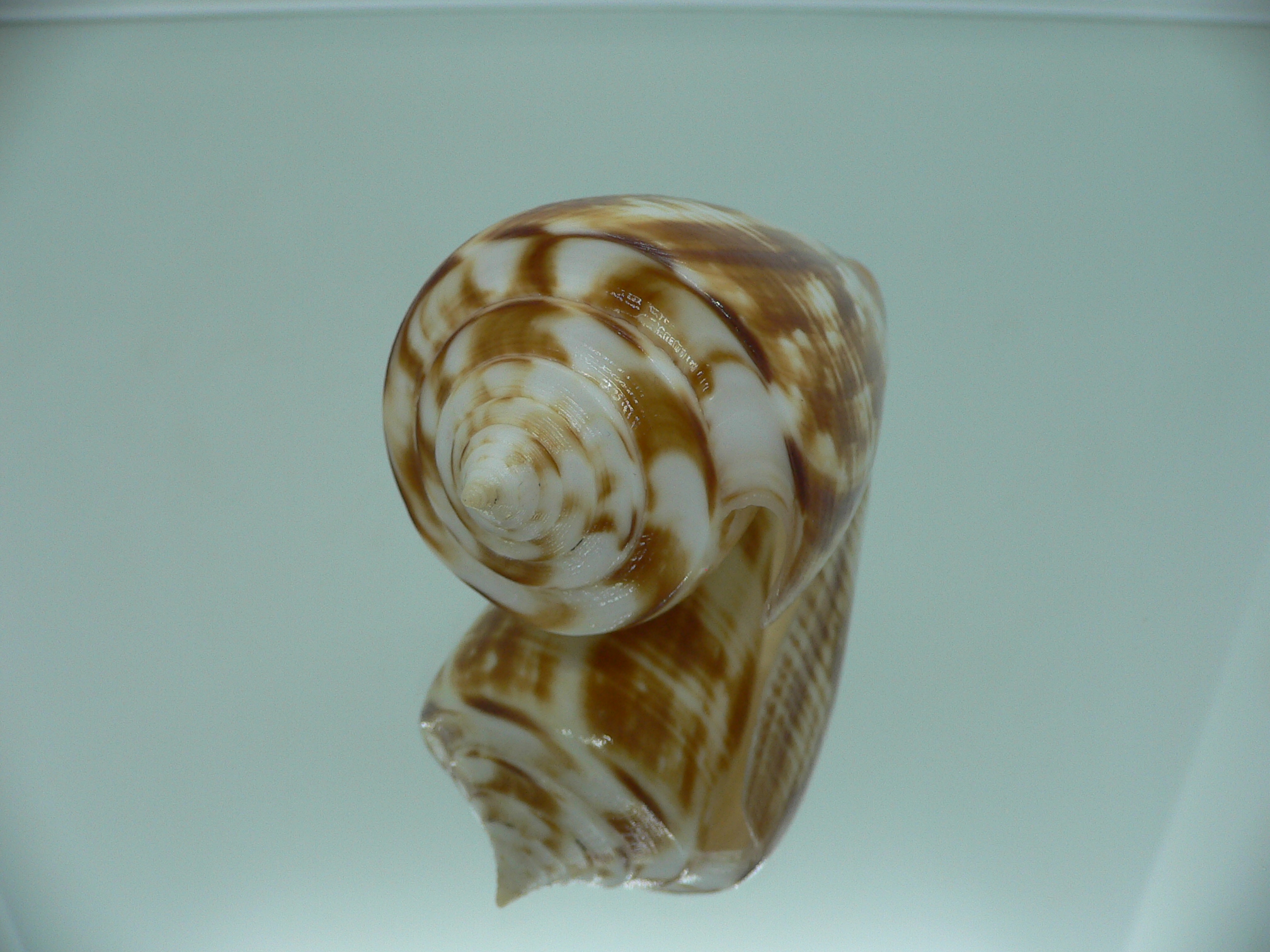Conus amadis amadis COLORING